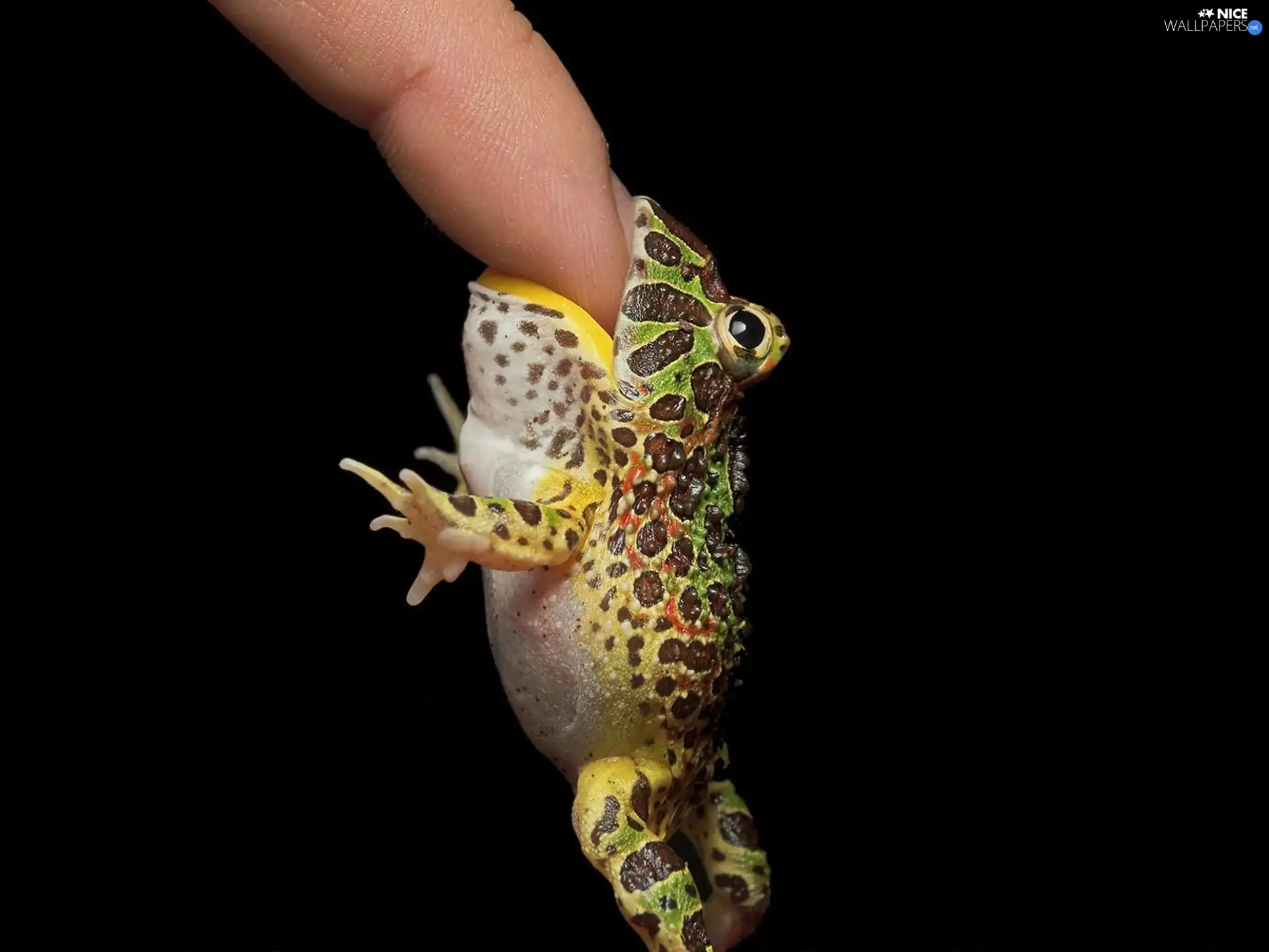 strange frog, finger