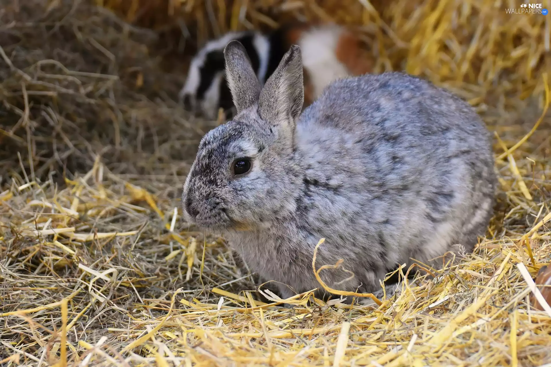 straw, Gray, Rabbit