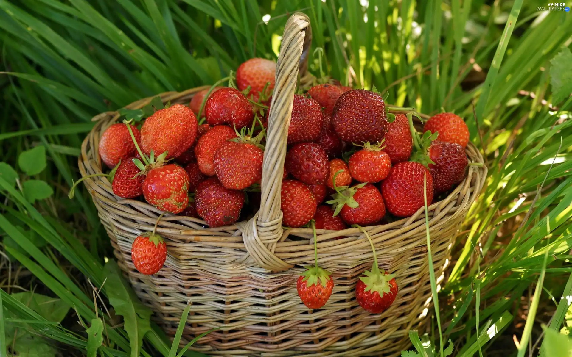 strawberries, grass, basket