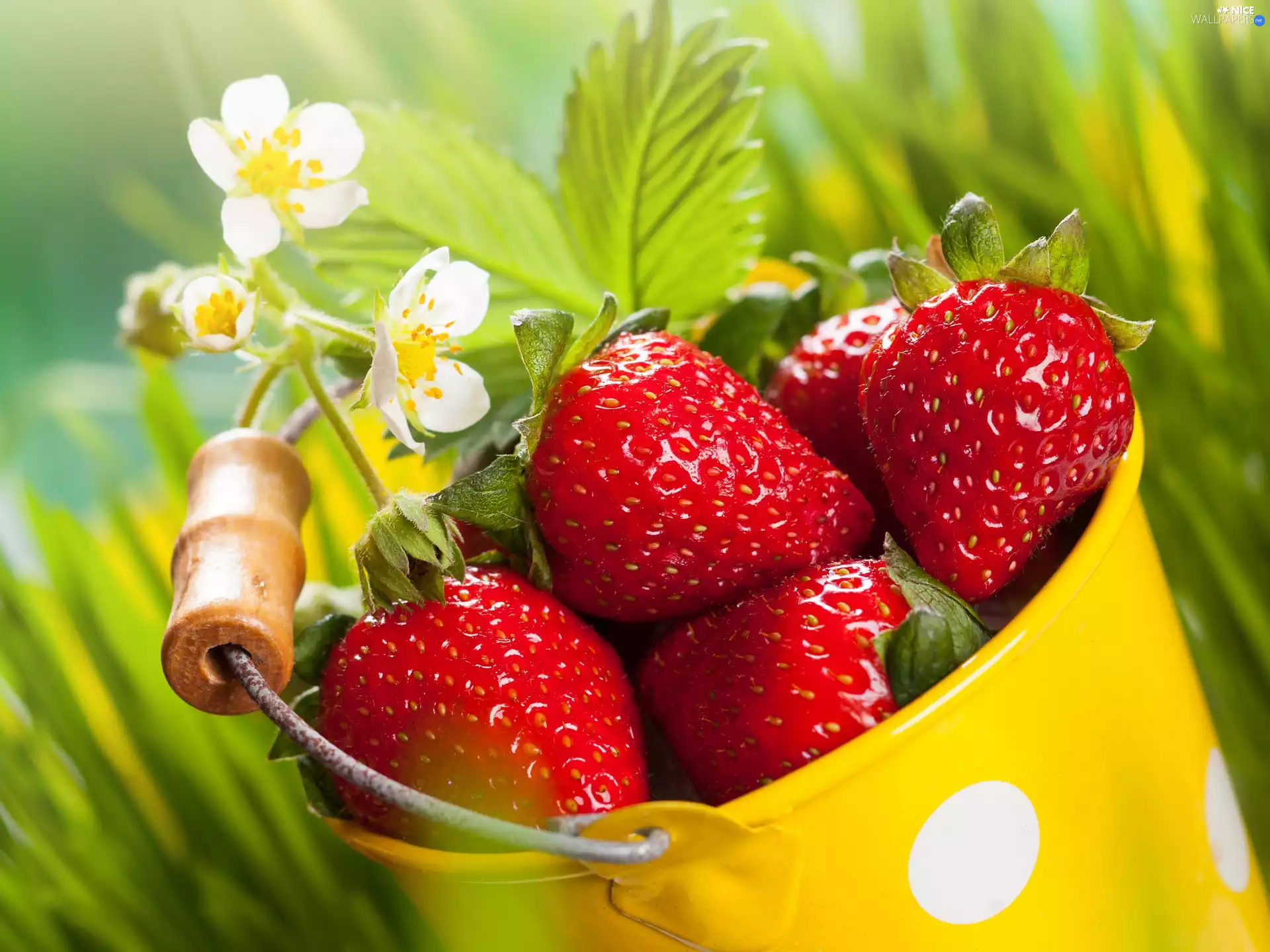 strawberries, bucket