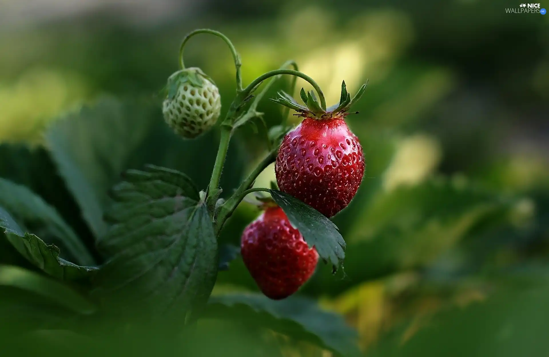 strawberries, bush