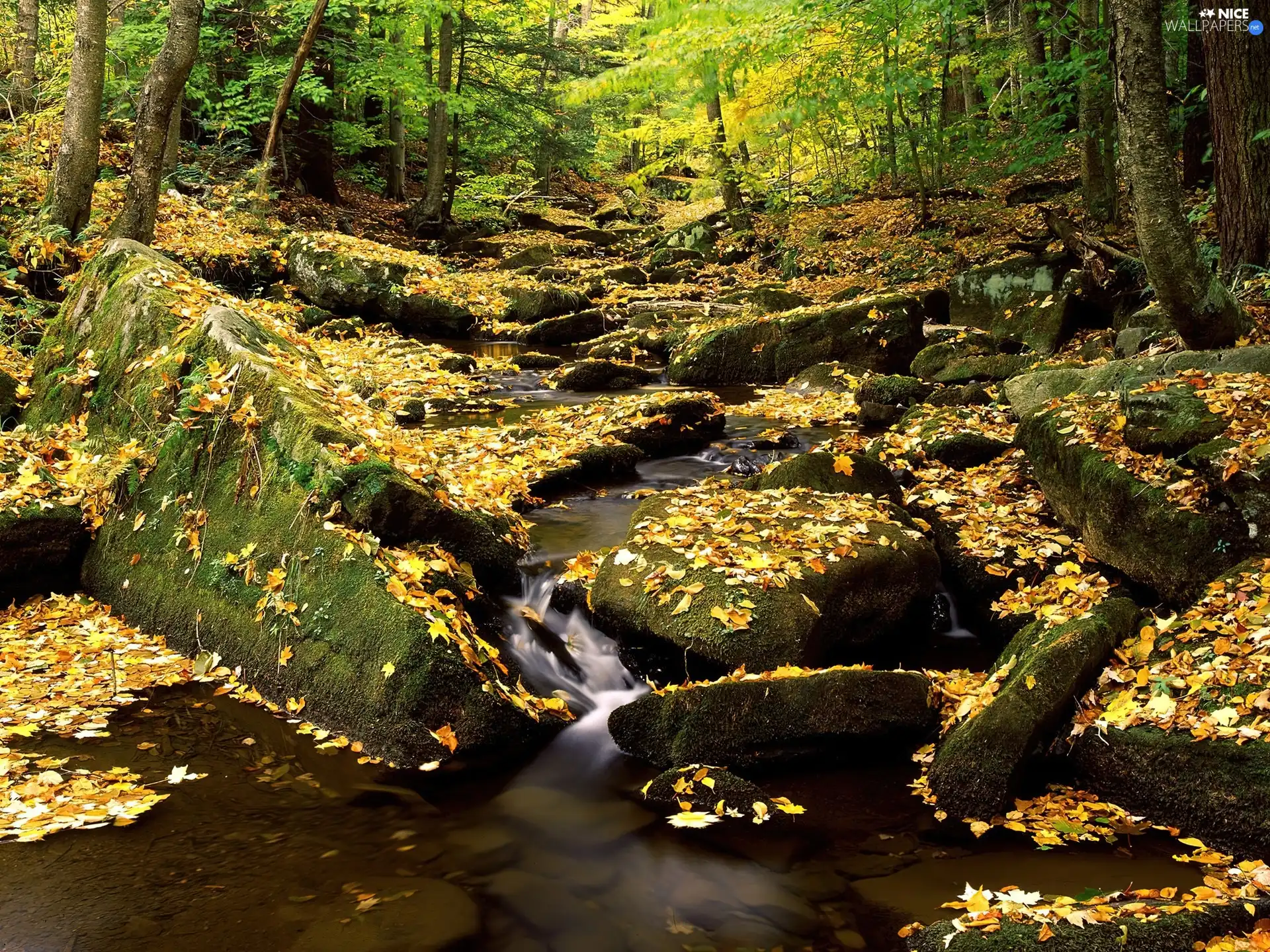 stream, autumn, forest
