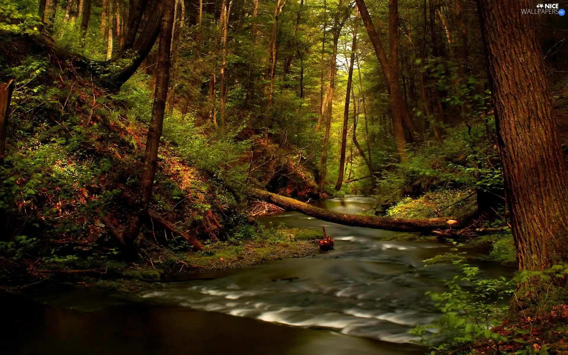 forest, viewes, stream, trees