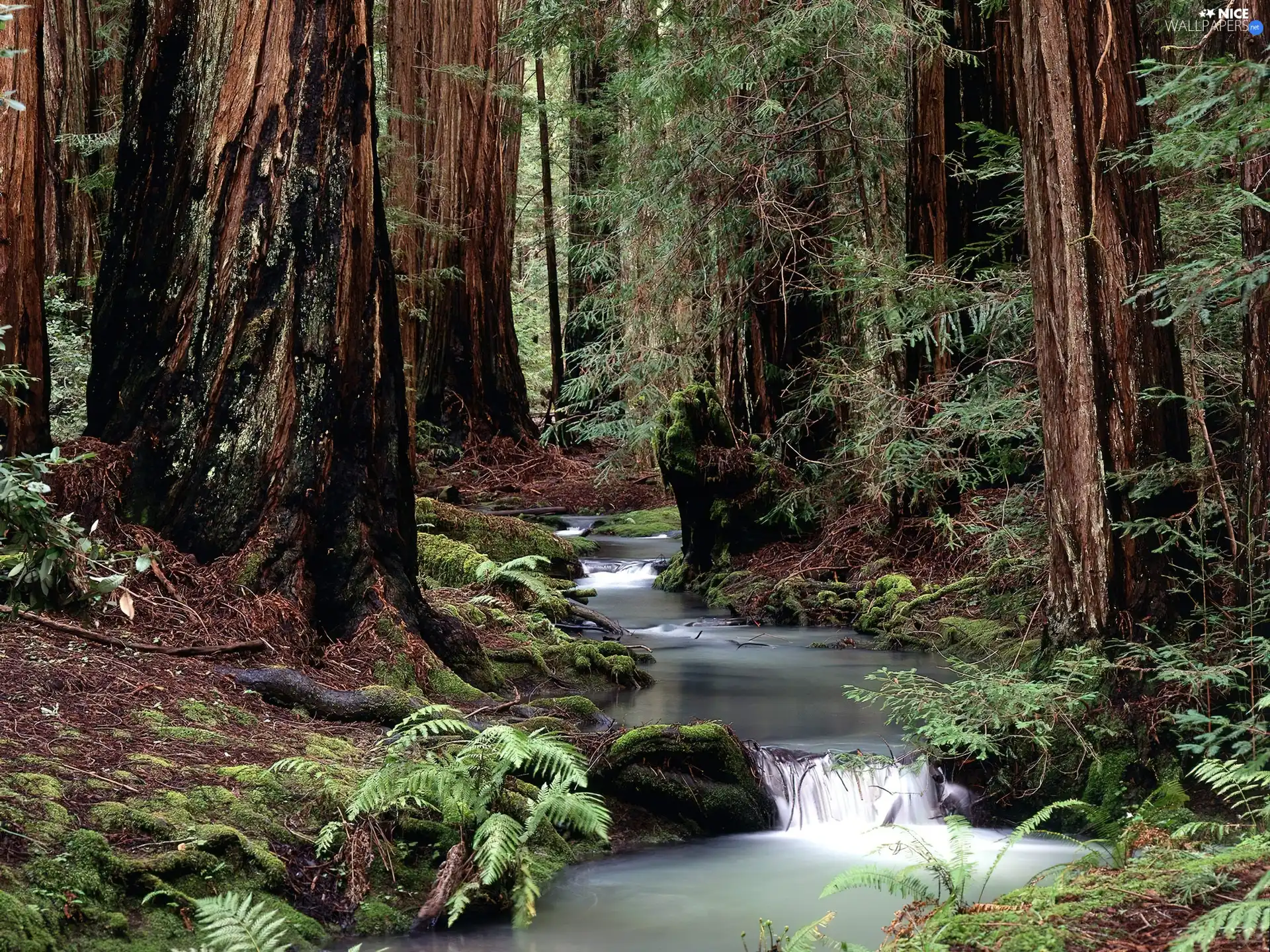 forest, viewes, stream, trees