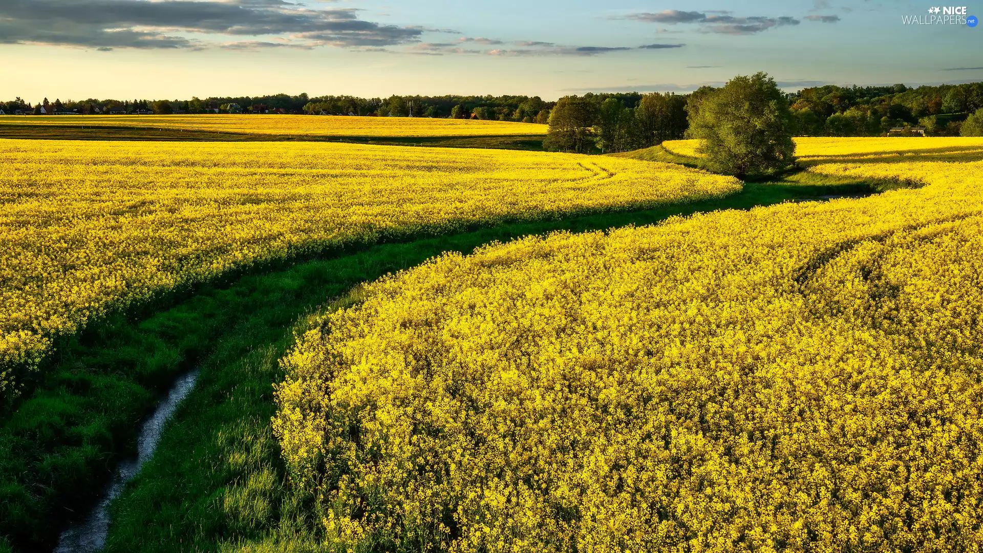 viewes, stream, rape, trees, field