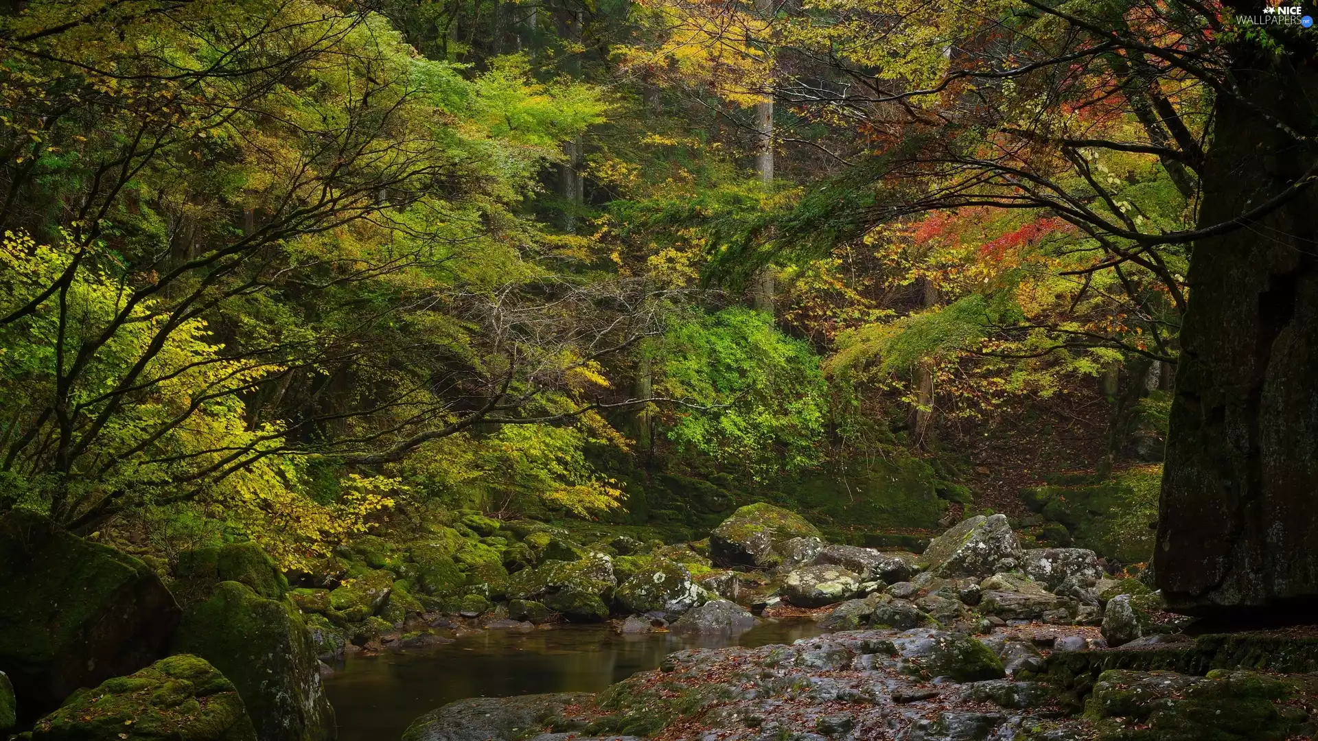 Stones, stream, trees, viewes, forest