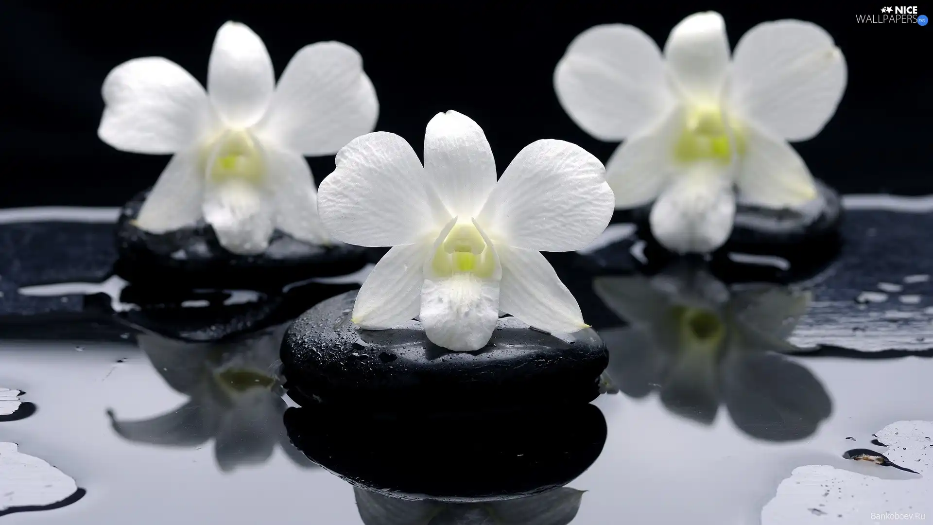 White, Stones, stream, orchids