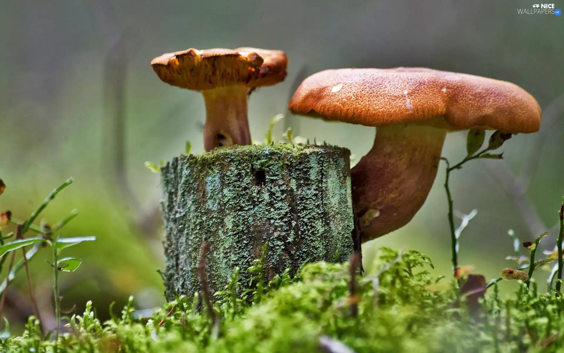 mushrooms, stump