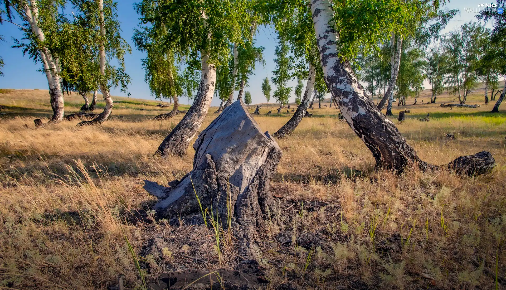 birch, trees, Stems, stump, Twisted, viewes