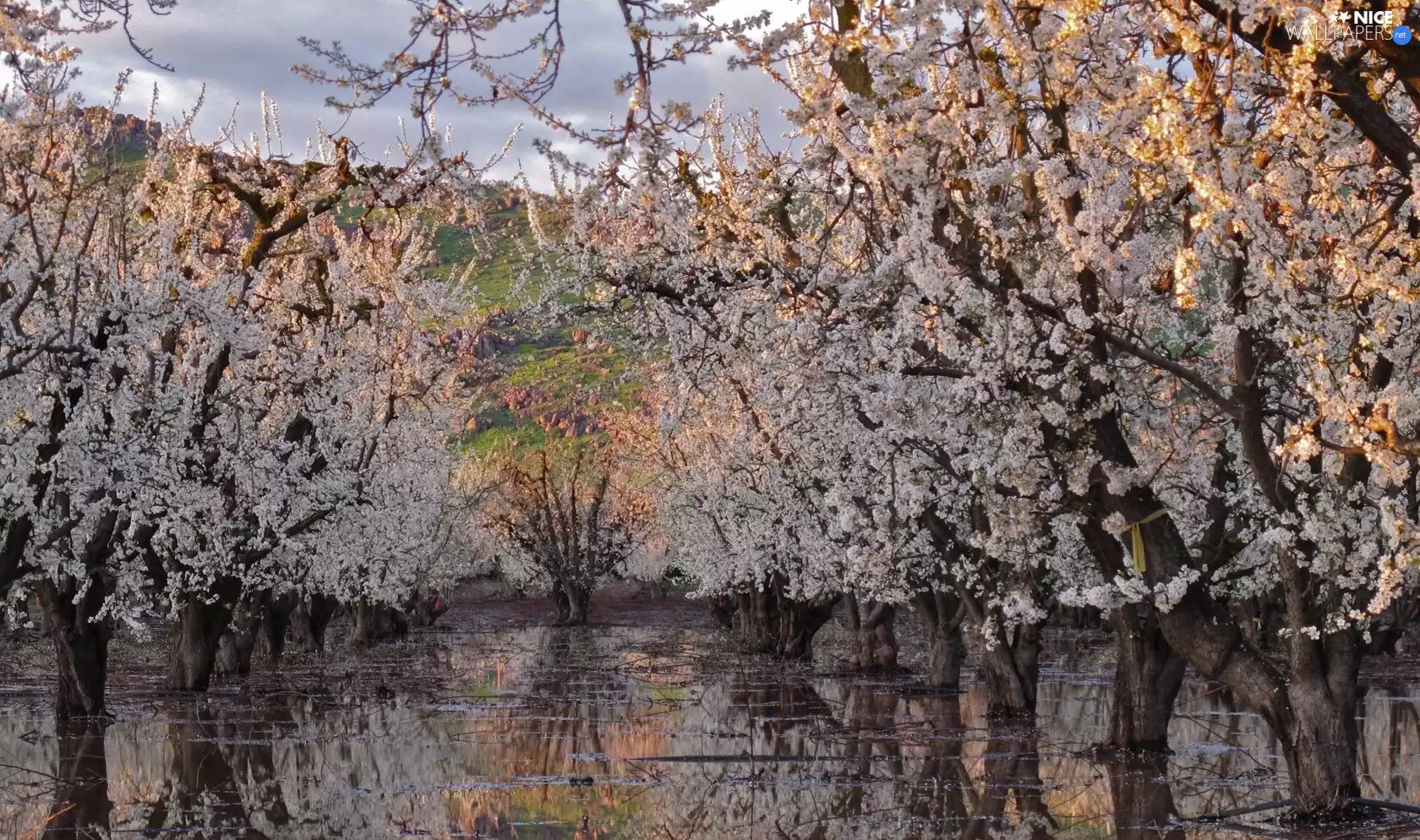 Submersion, orchard, peach