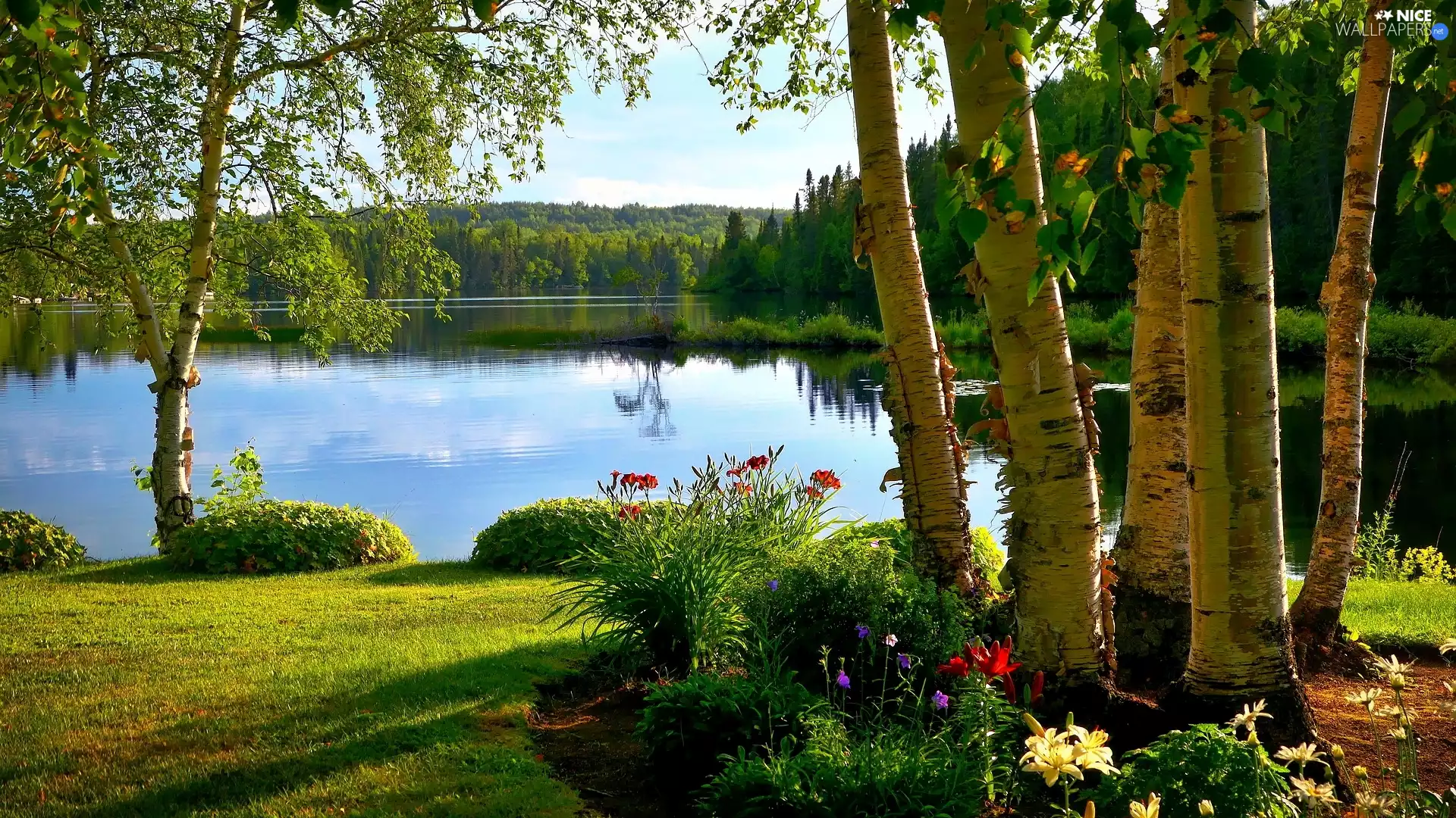 grass, summer, birch, Flowers, lake