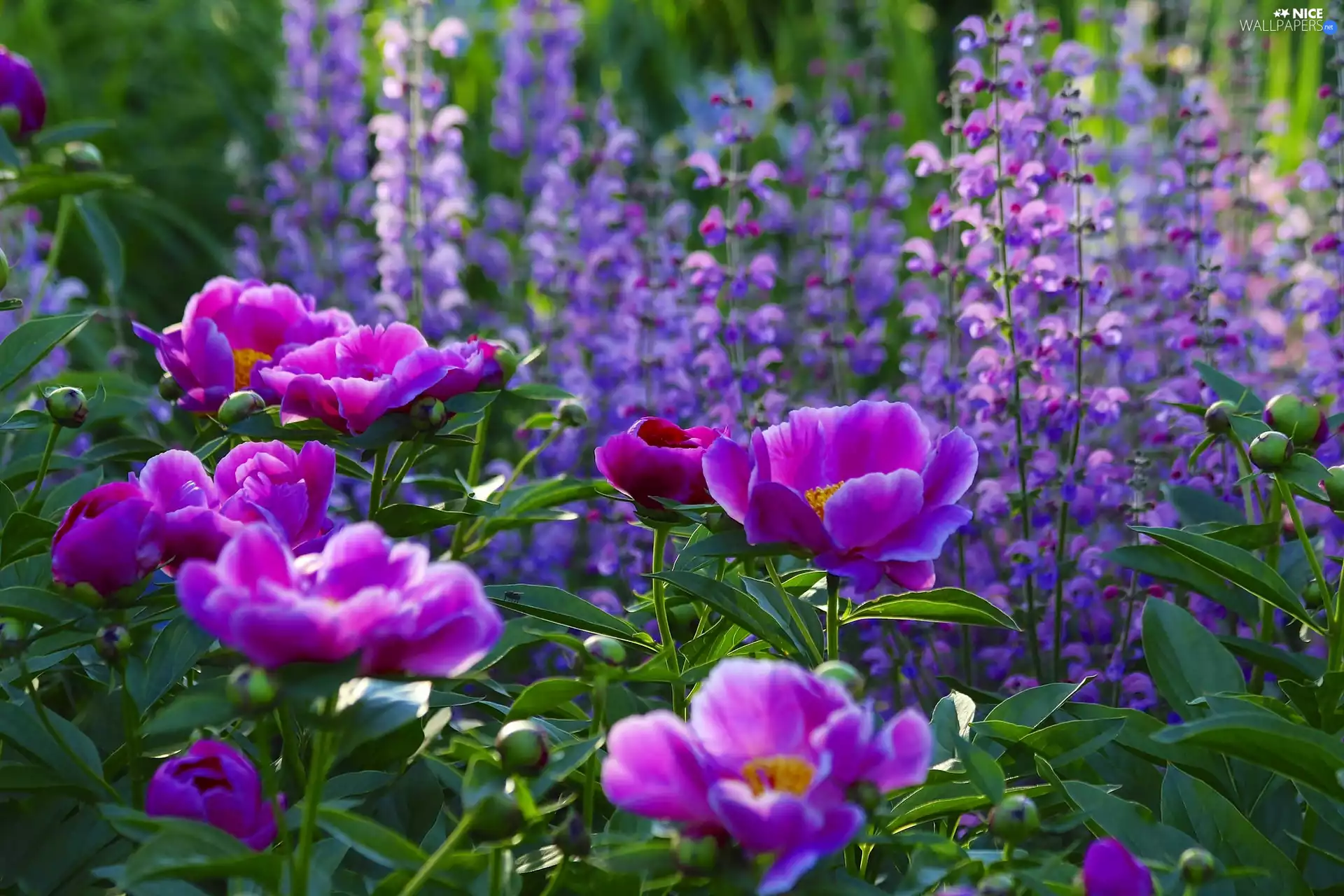summer, Peonies, Flowers