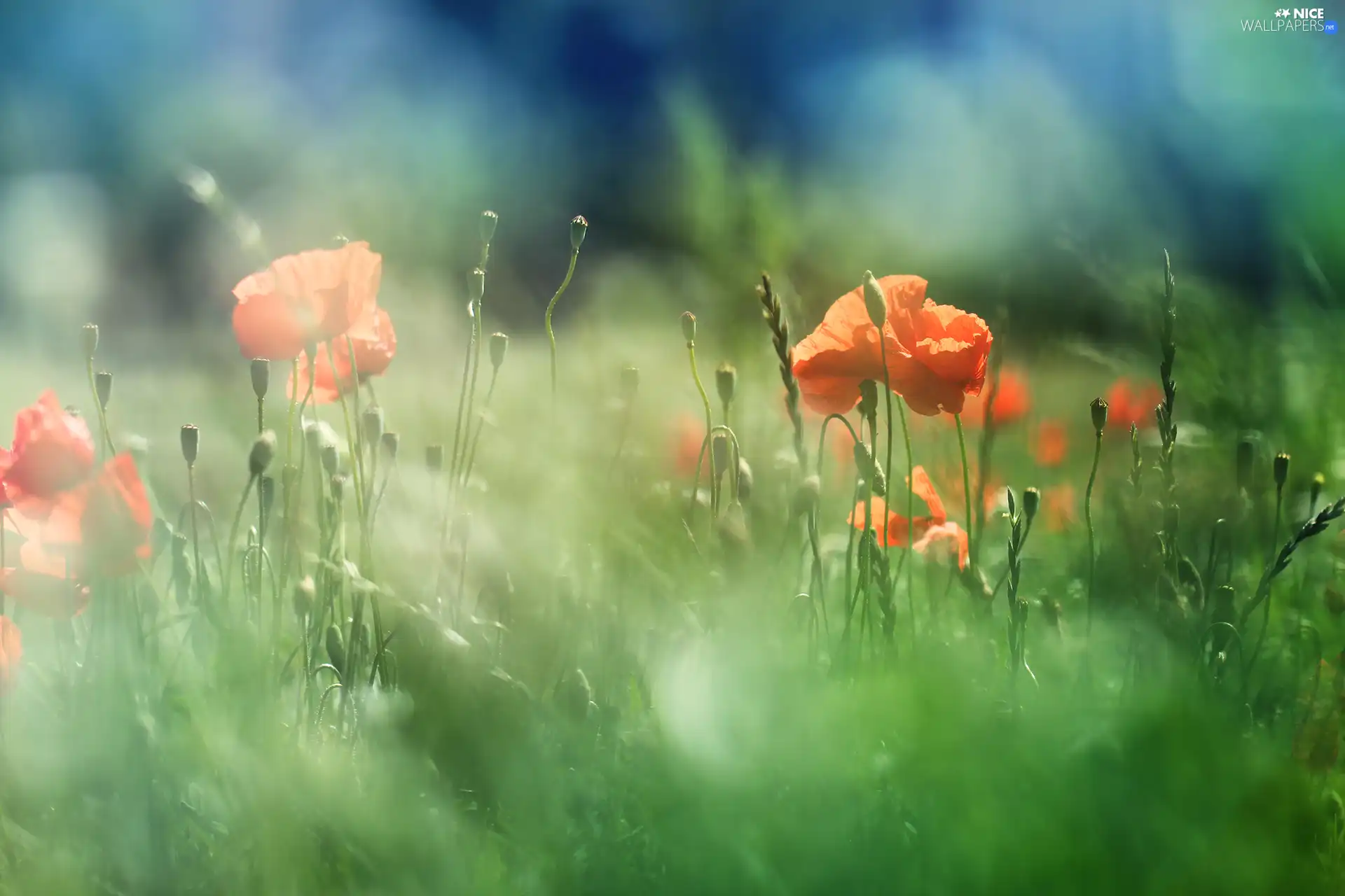 papavers, Flowers, summer, Meadow