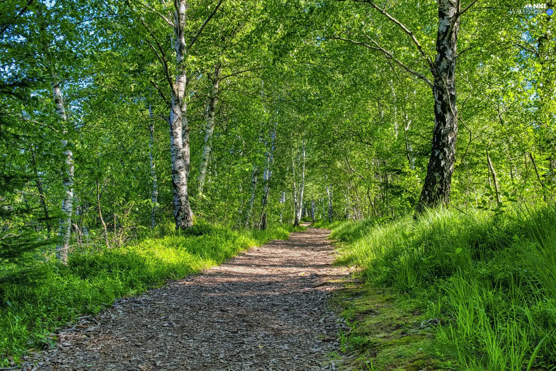 birch, trees, Path, summer, Way, viewes