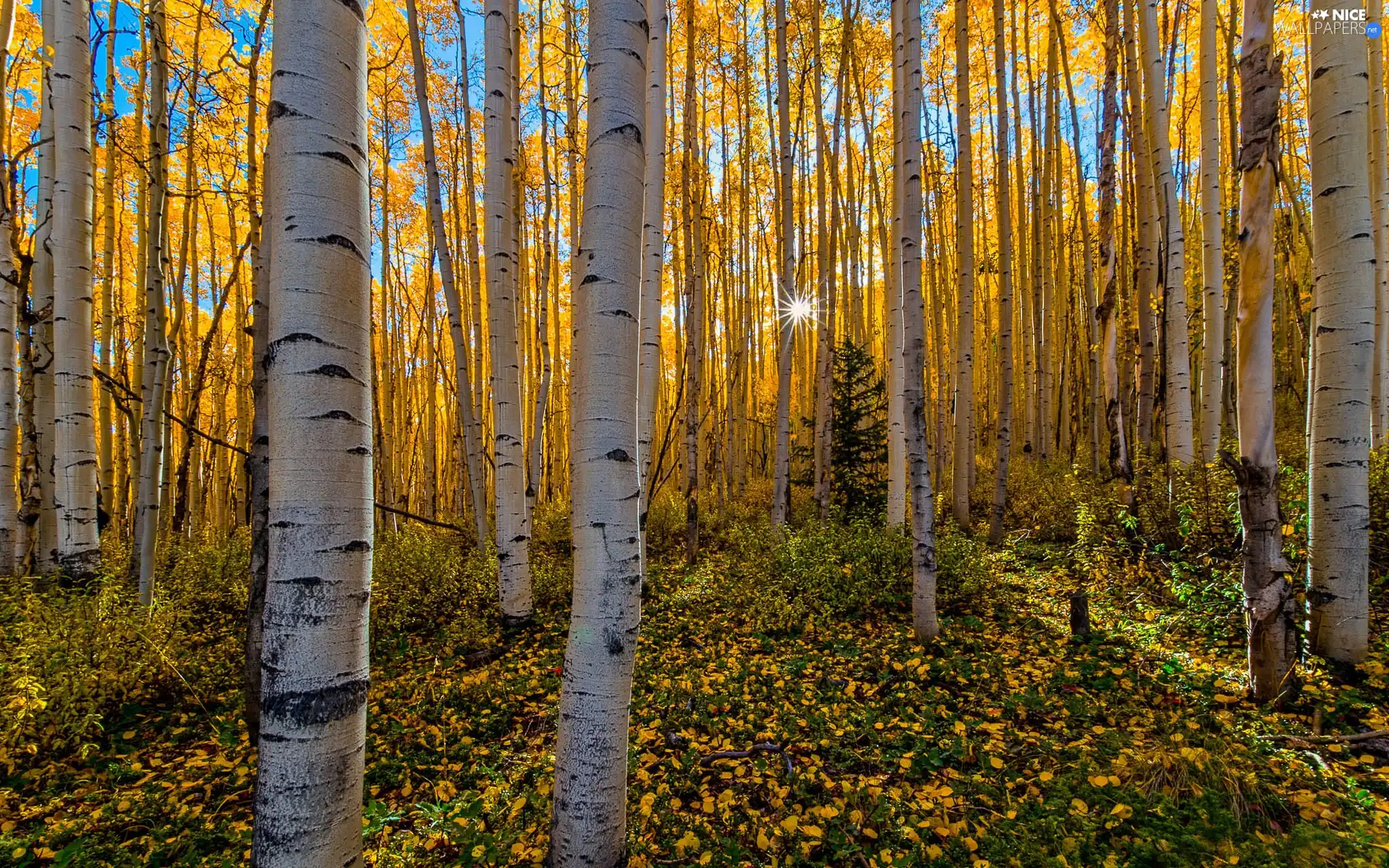 Leaf, forest, sun, autumn, rays, birch