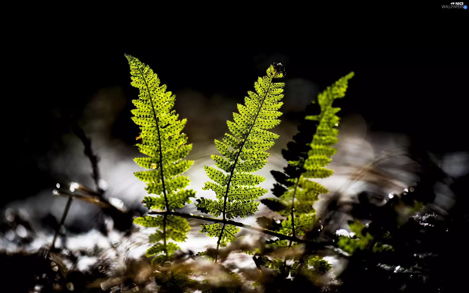 flash, ligh, Black, sun, Fern, luminosity, background