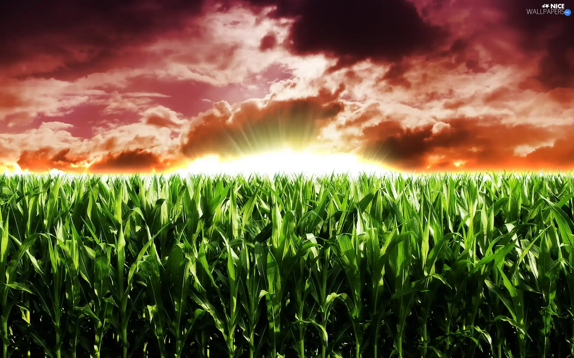 Field, clouds, sun, corn-cob