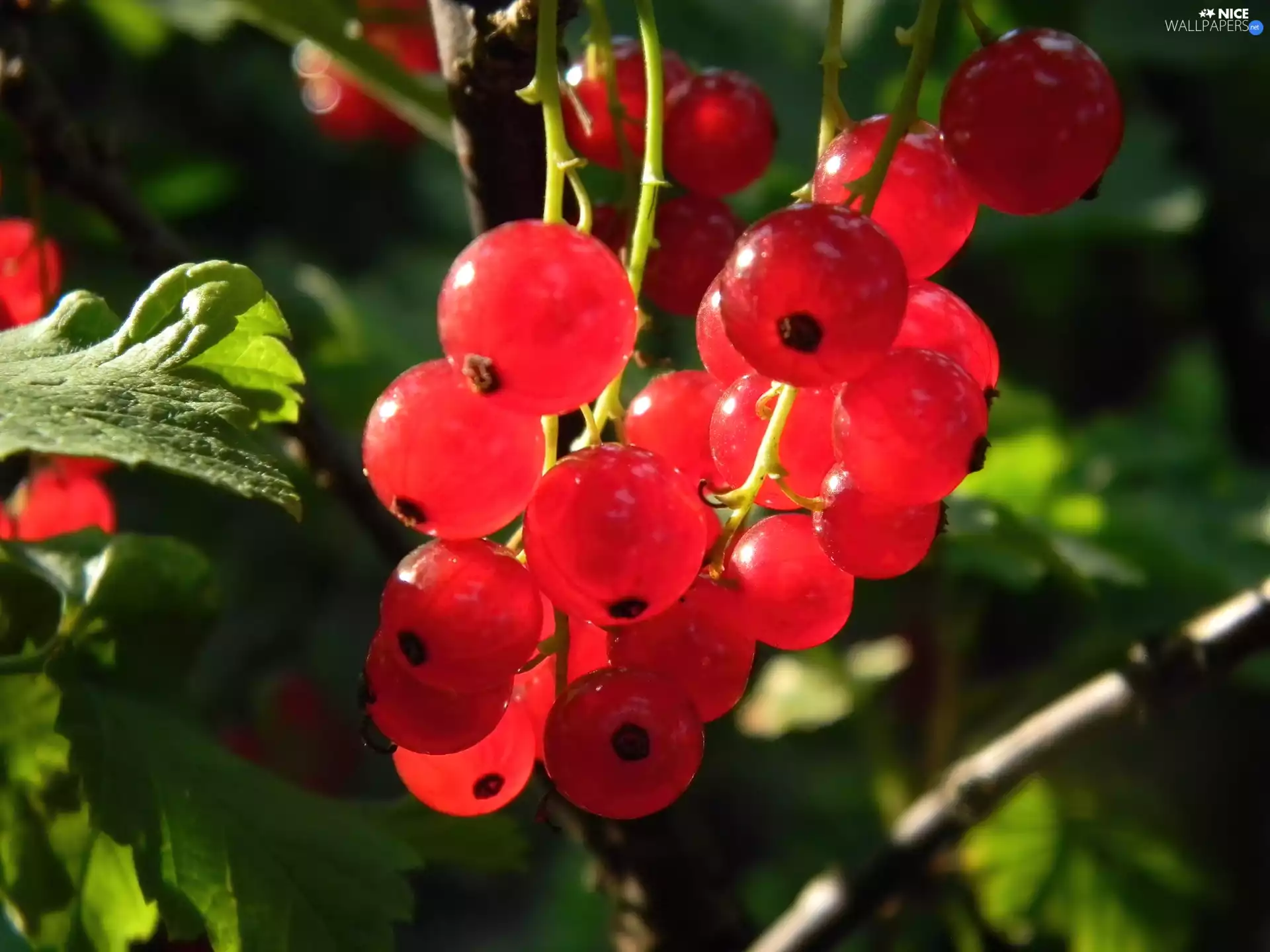 sun, Red, currants