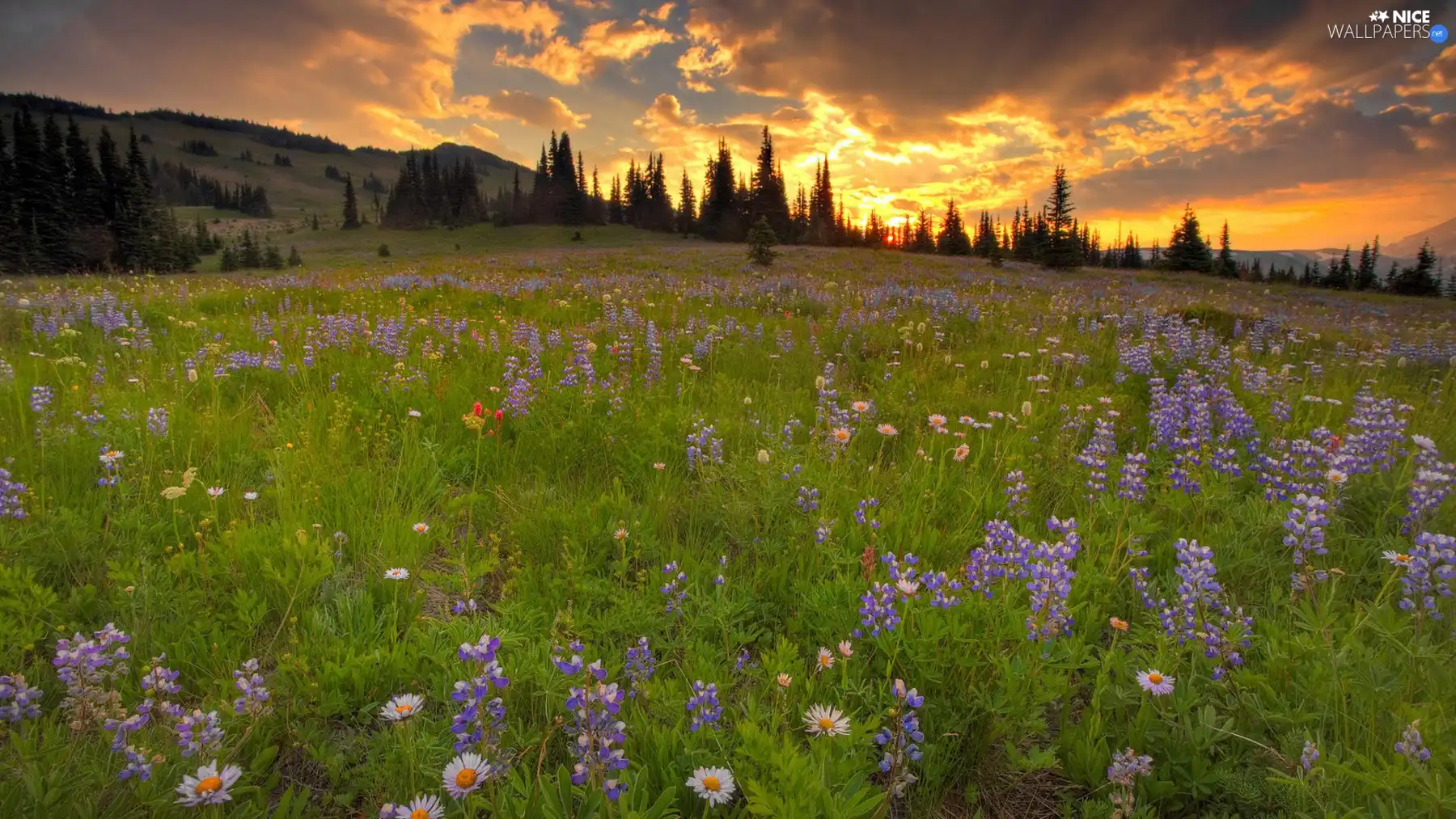 sun, Meadow, east