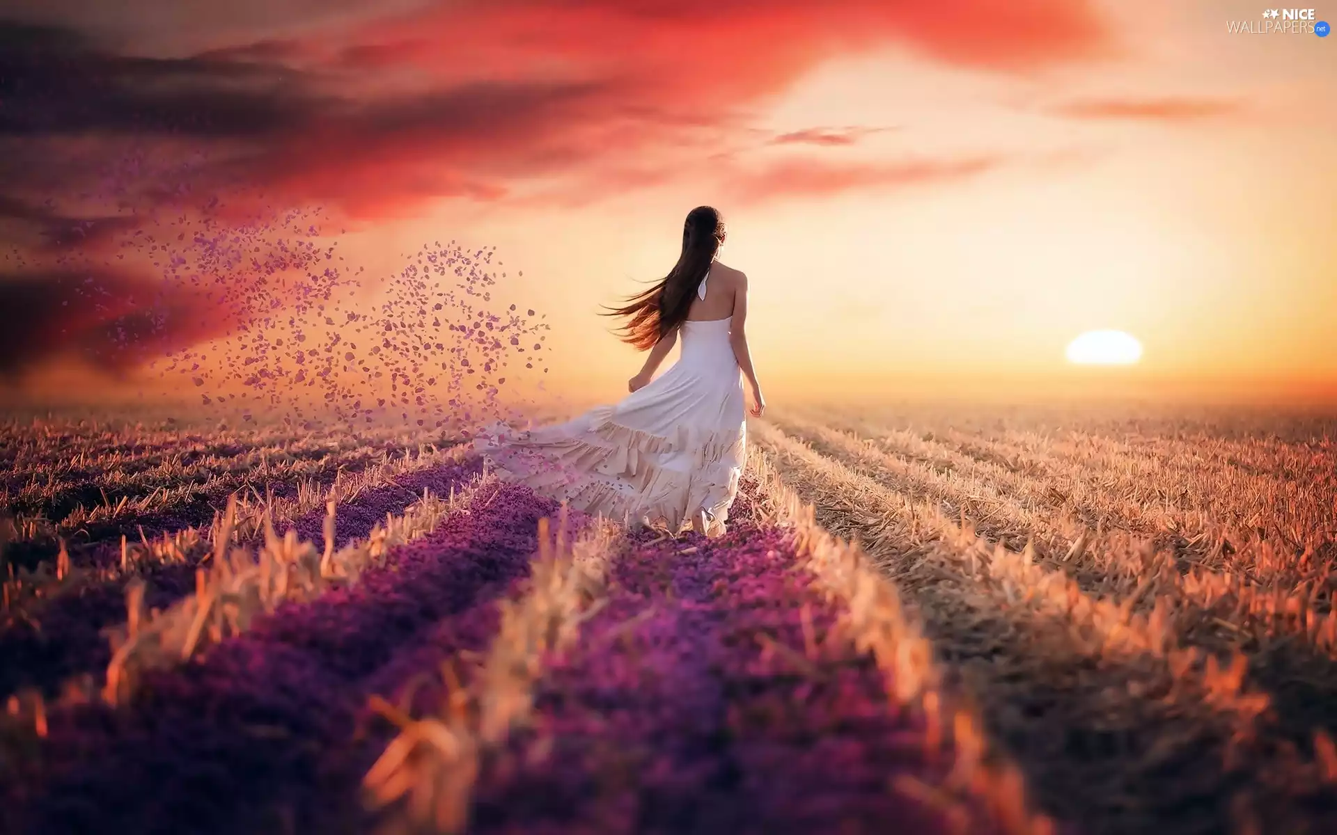 flakes, Women, east, sun, flowers, Field