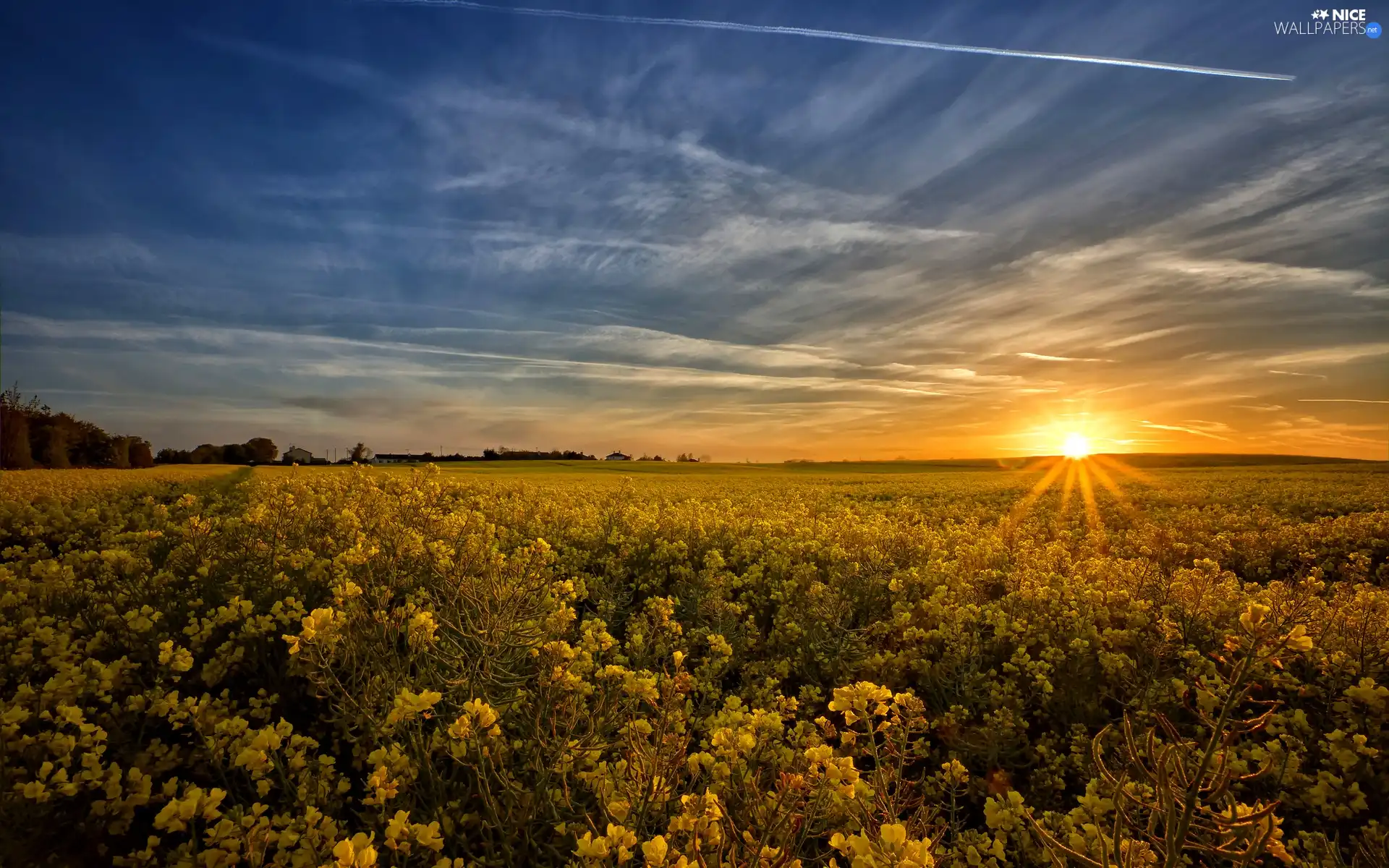 Field, west, sun, rape