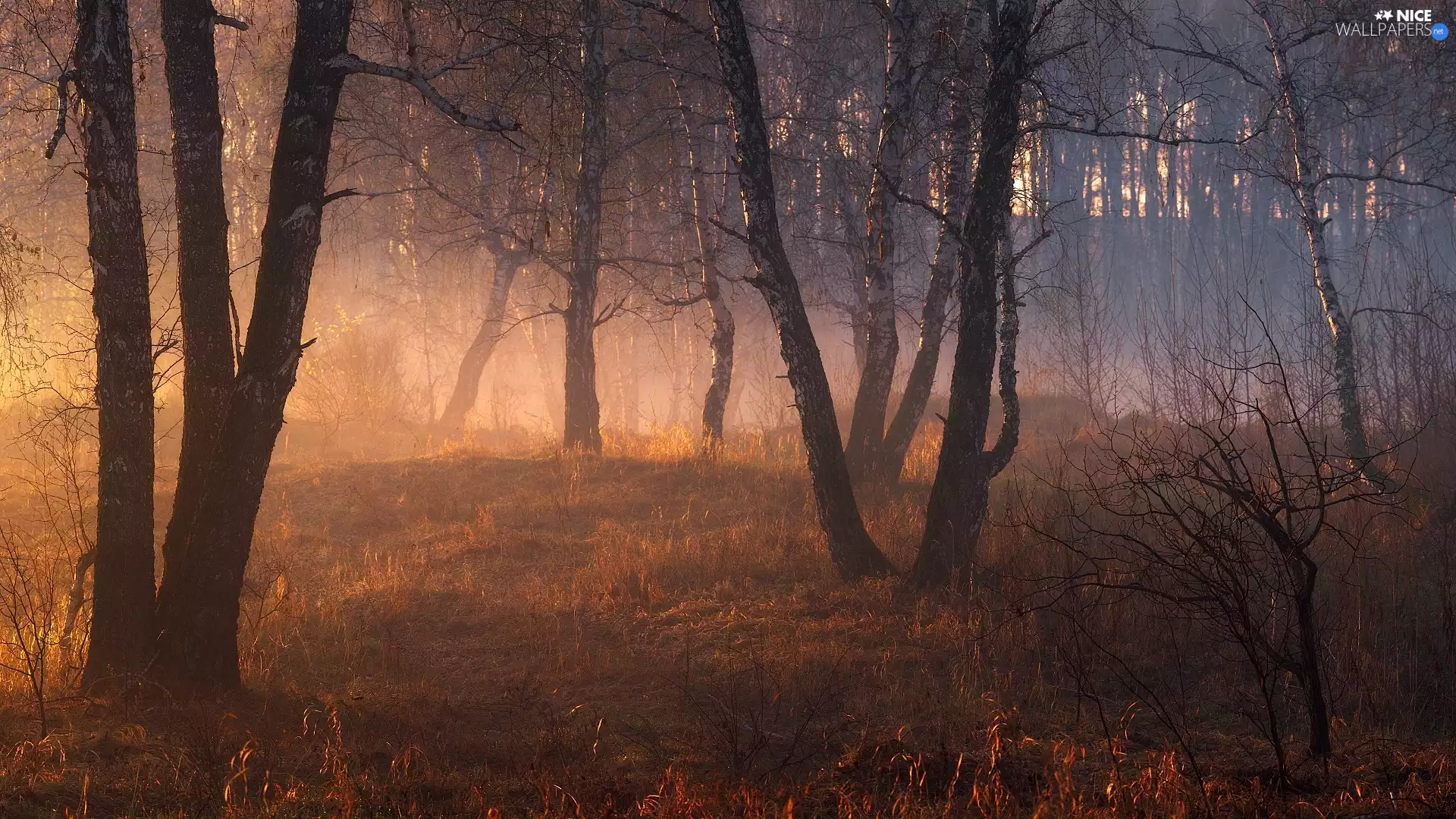 sun, trees, birch, luminosity, Fog, forest, viewes, sunny, flash, ligh