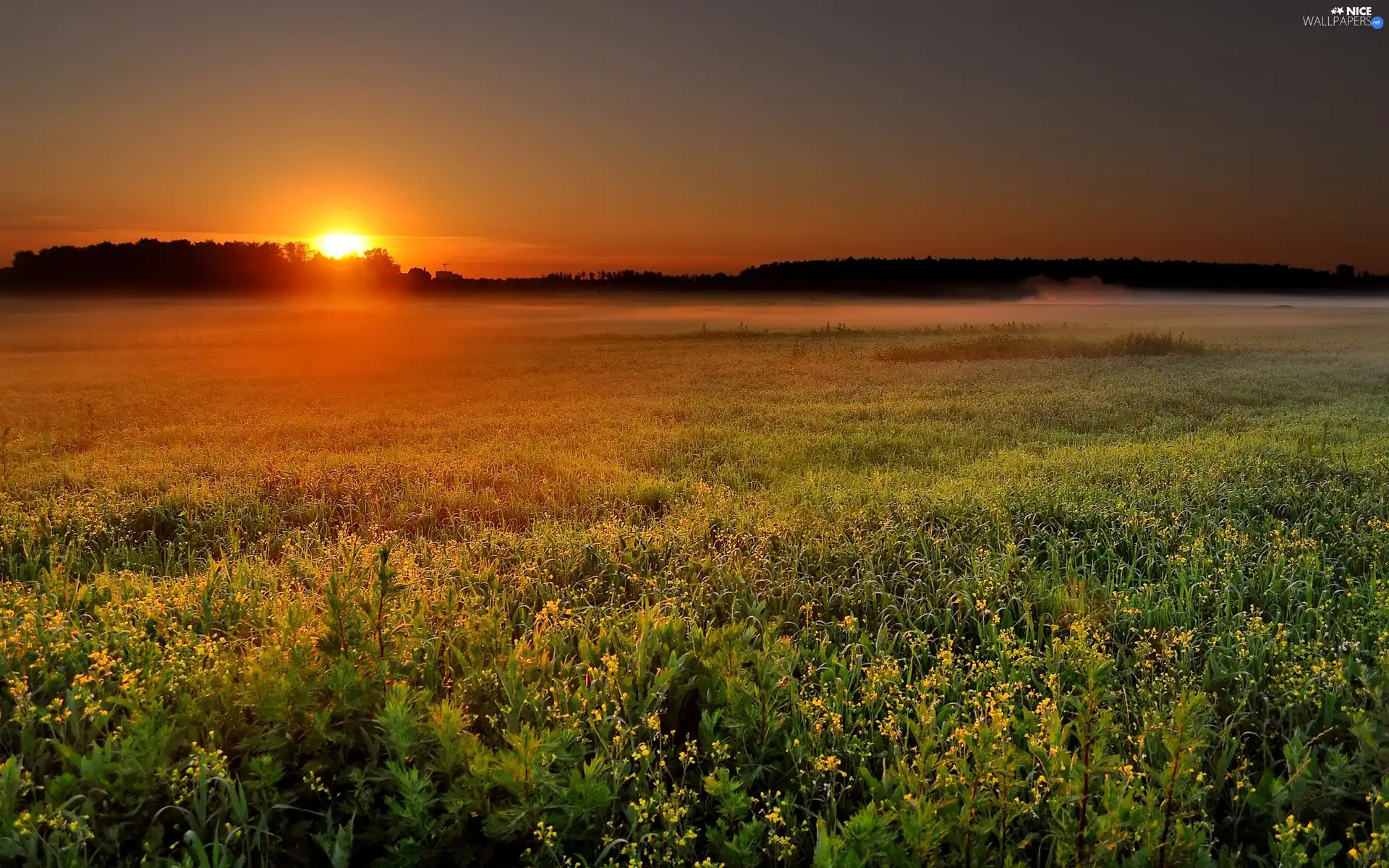 Floral, The setting, sun, Meadow