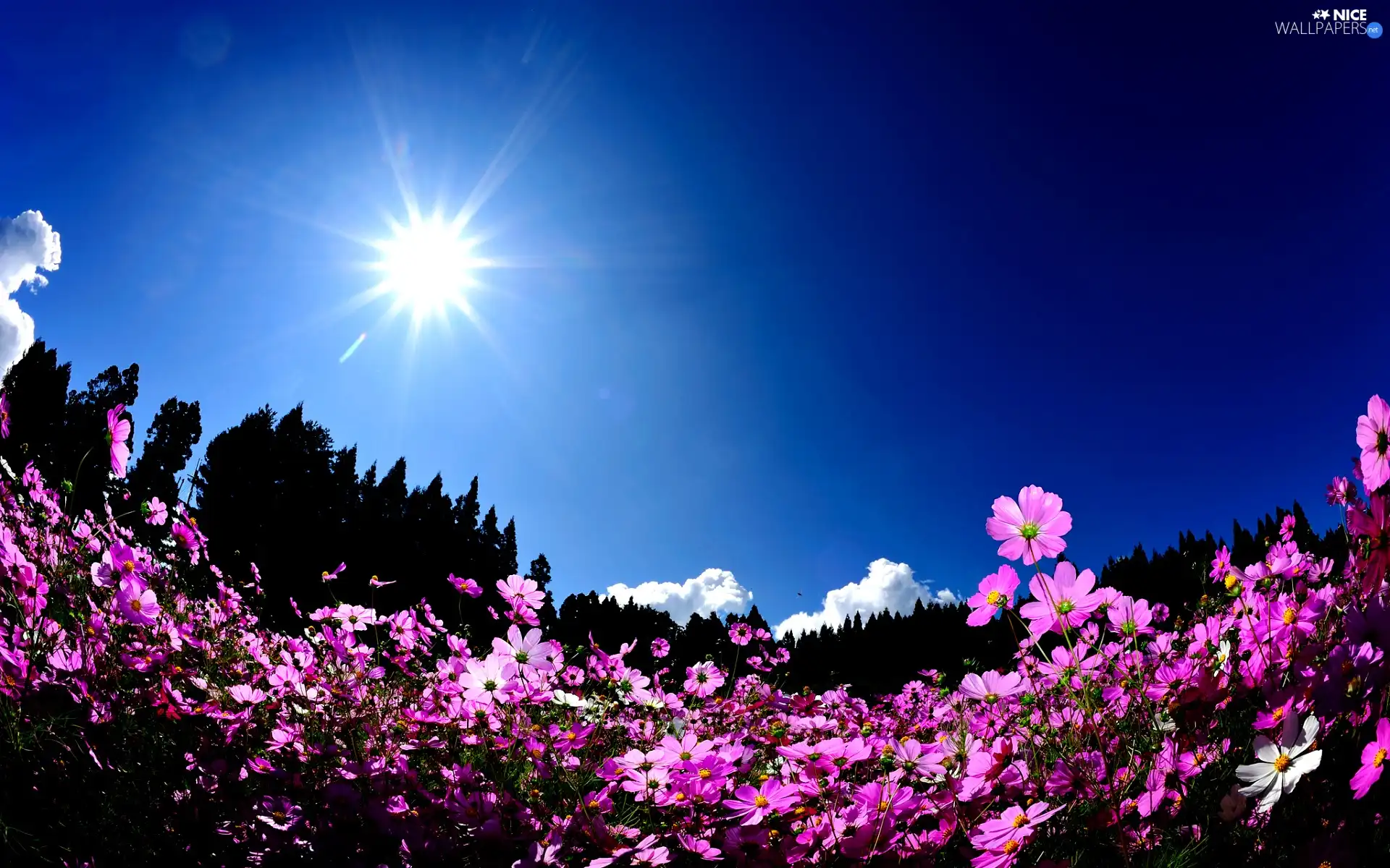 sun, Pink, Flowers