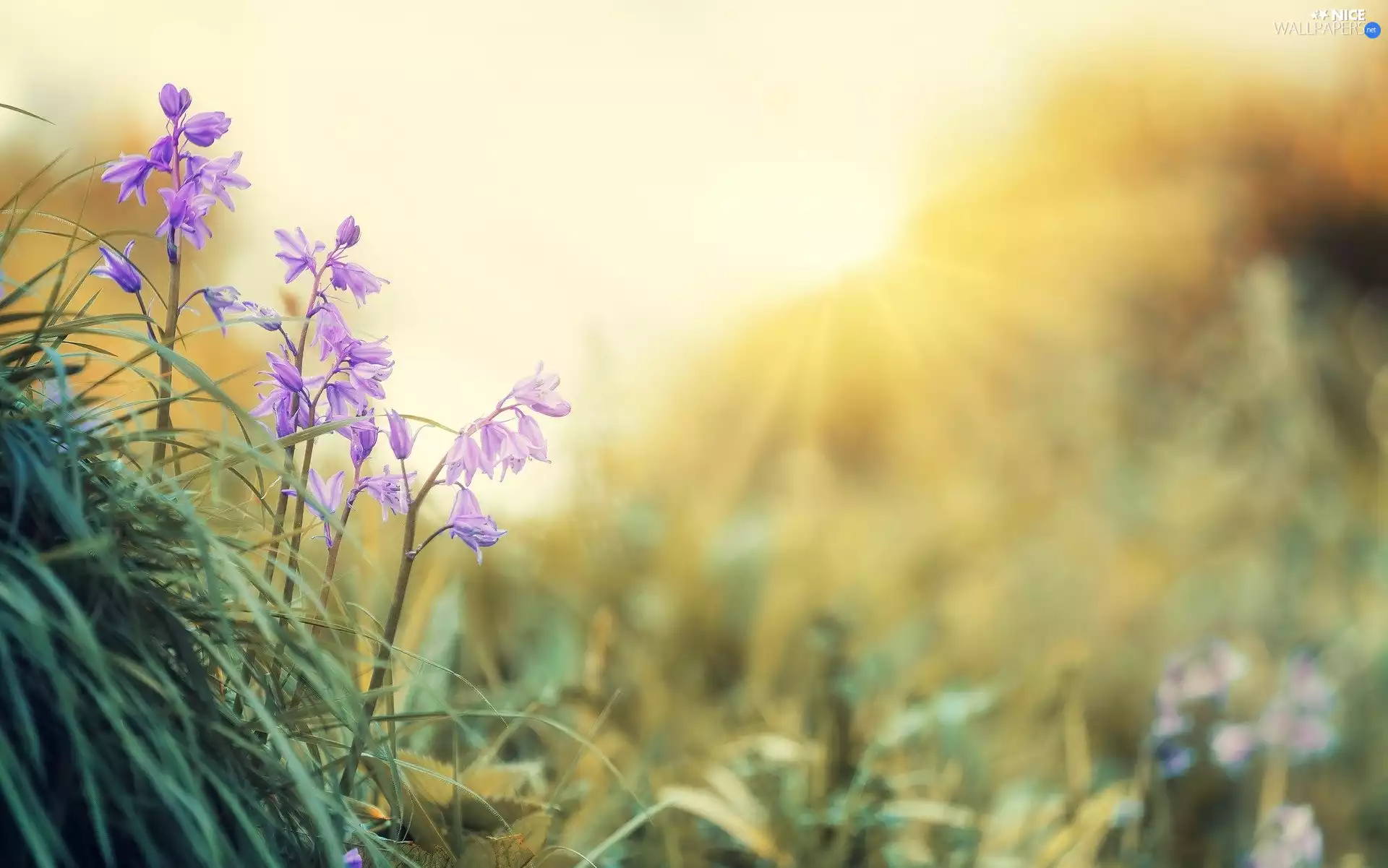 sun, purple, Flowers