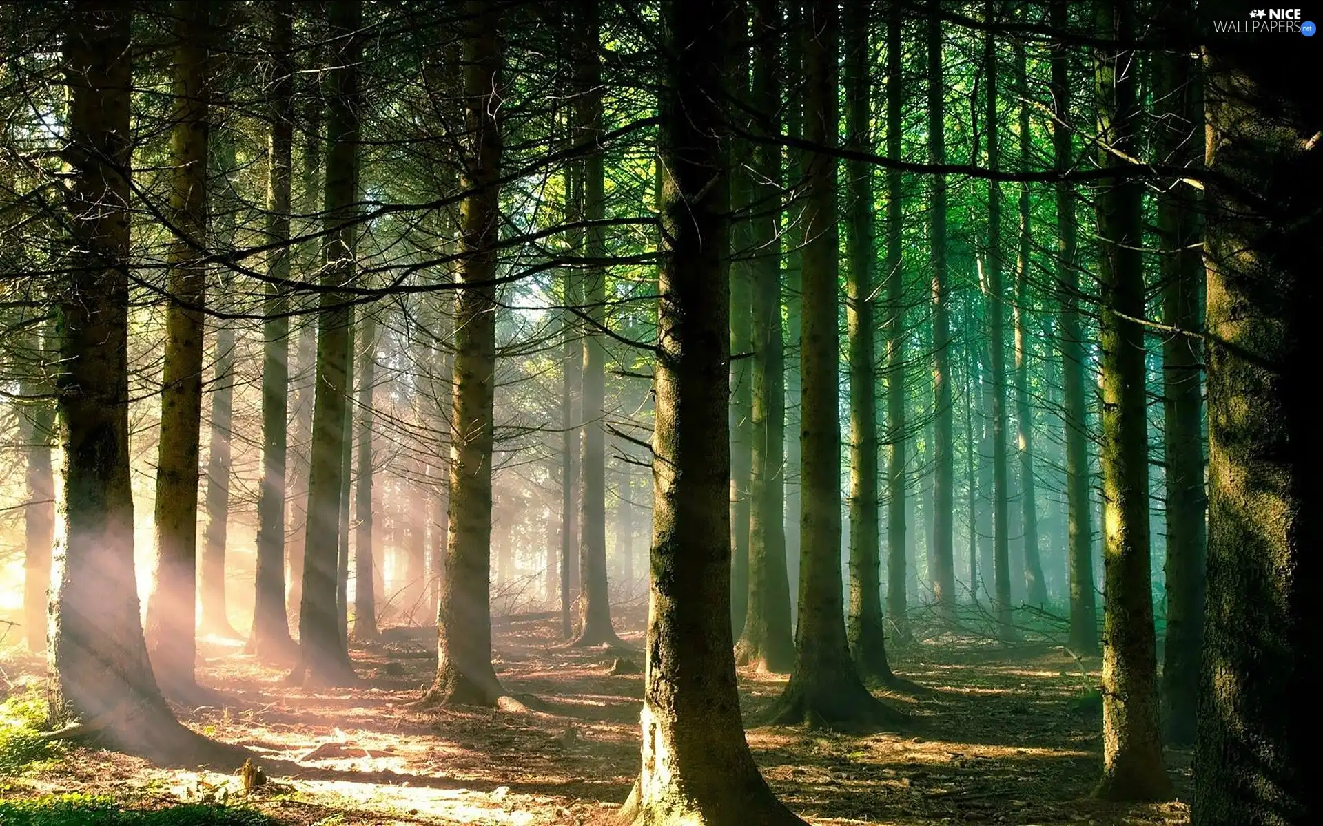 forest, rays, sun, morning