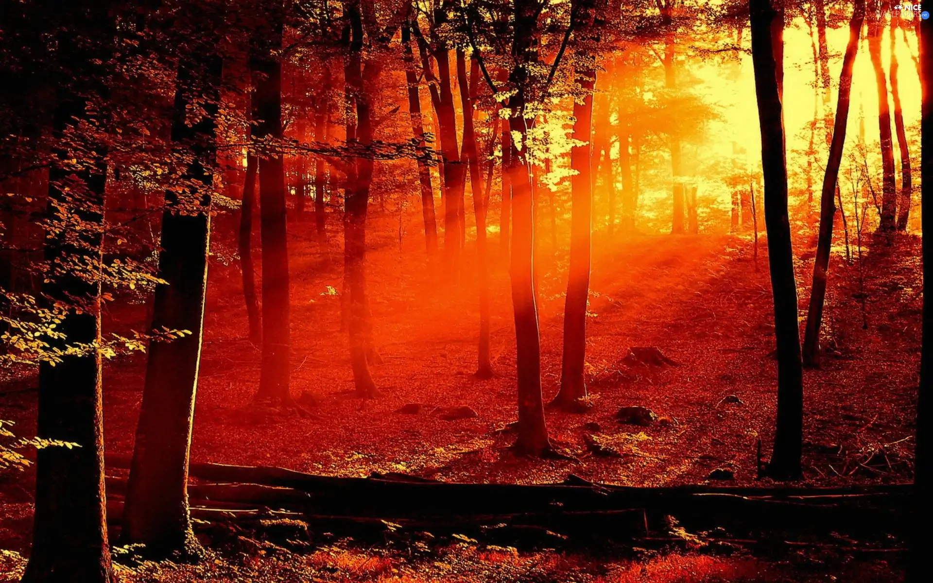 forest, rays, sun, Red
