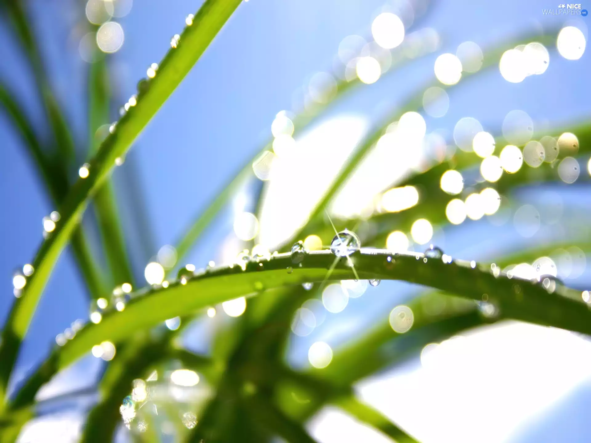 drops, Leaf, rays, sun, water, grass