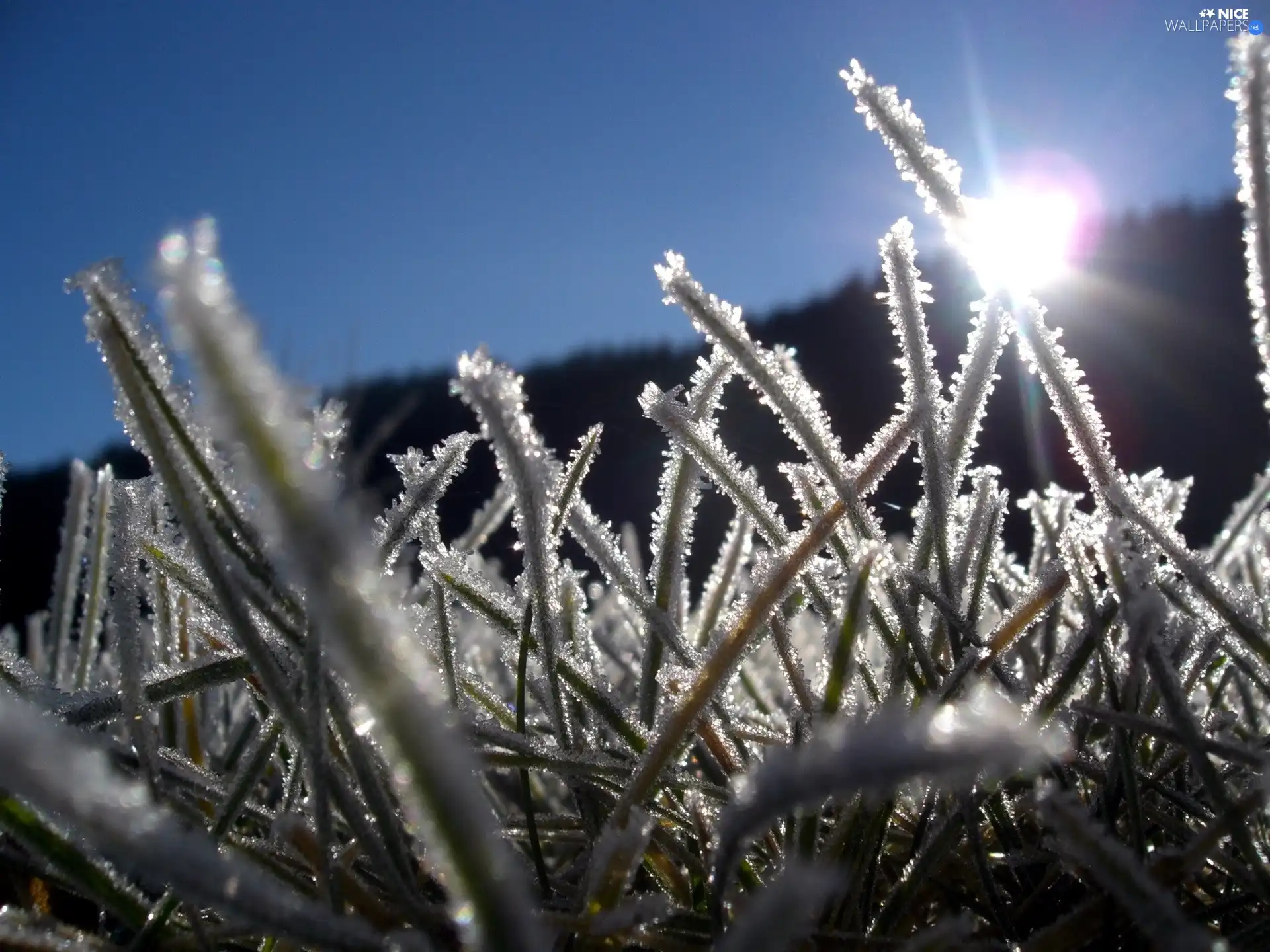 grass, rays, sun, rime