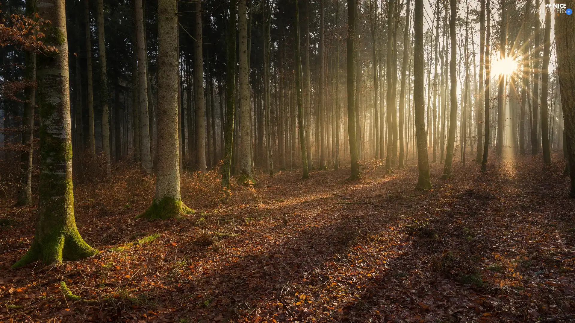 viewes, autumn, Fog, rays of the Sun, Leaf, trees, forest, fallen