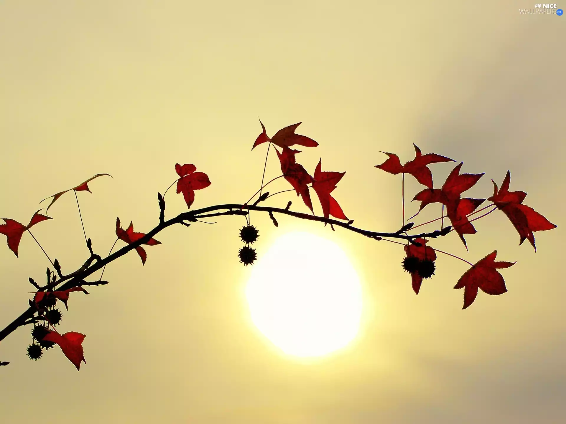 sun, twig, leaves