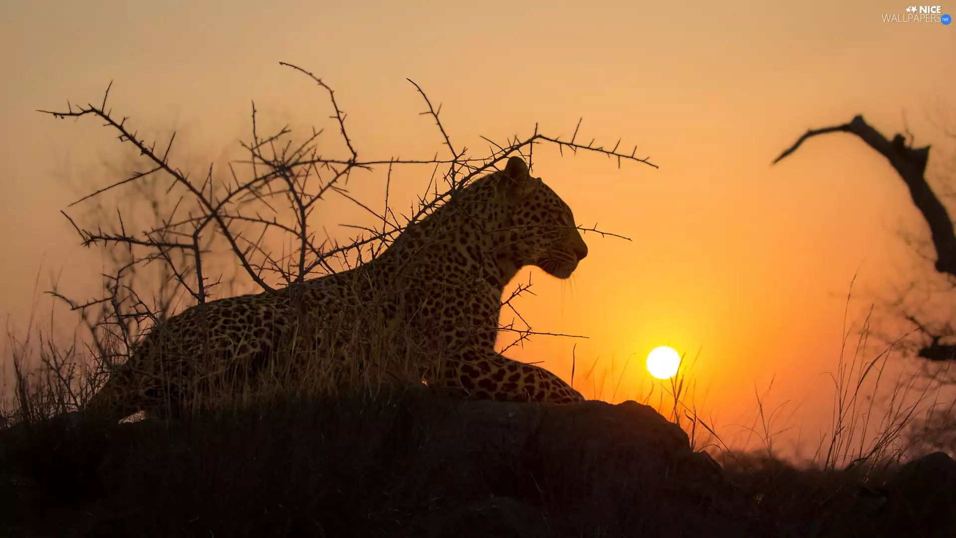Leopards, Rocks, Bush, sun