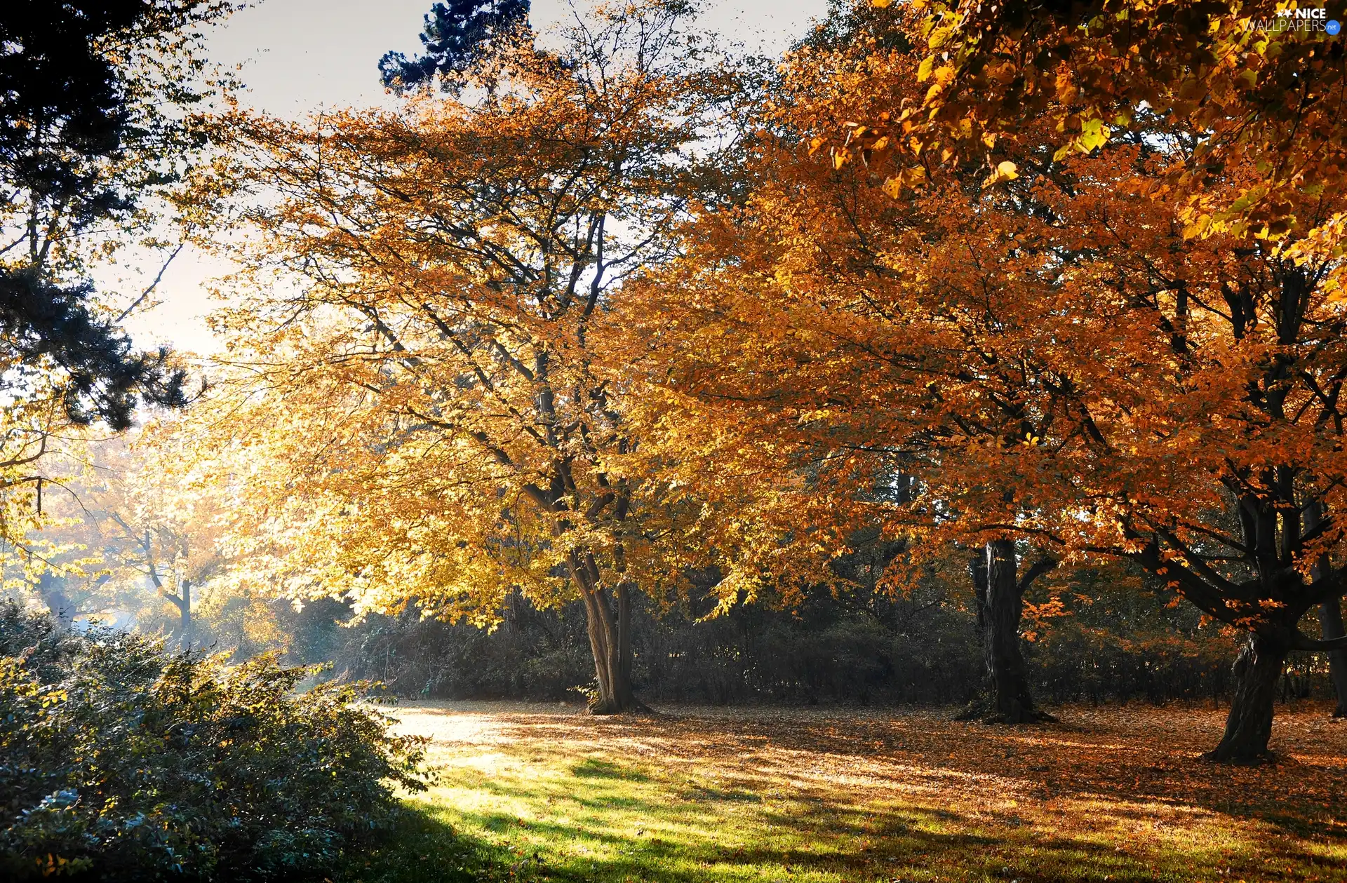 ligh, Park, flash, Przebijające, Autumn, sun, luminosity