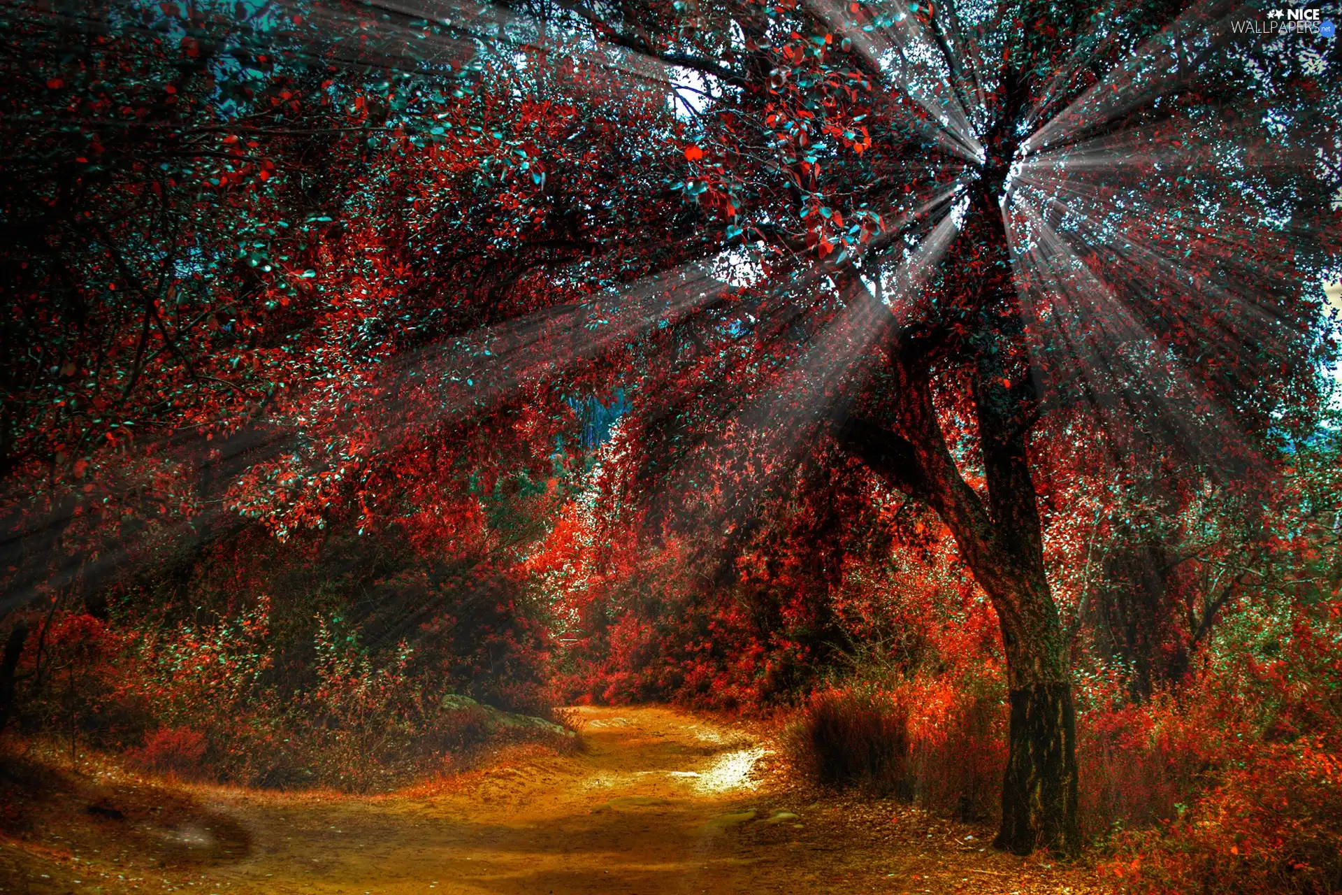 ligh, autumn, flash, Przebijające, forest, sun, luminosity