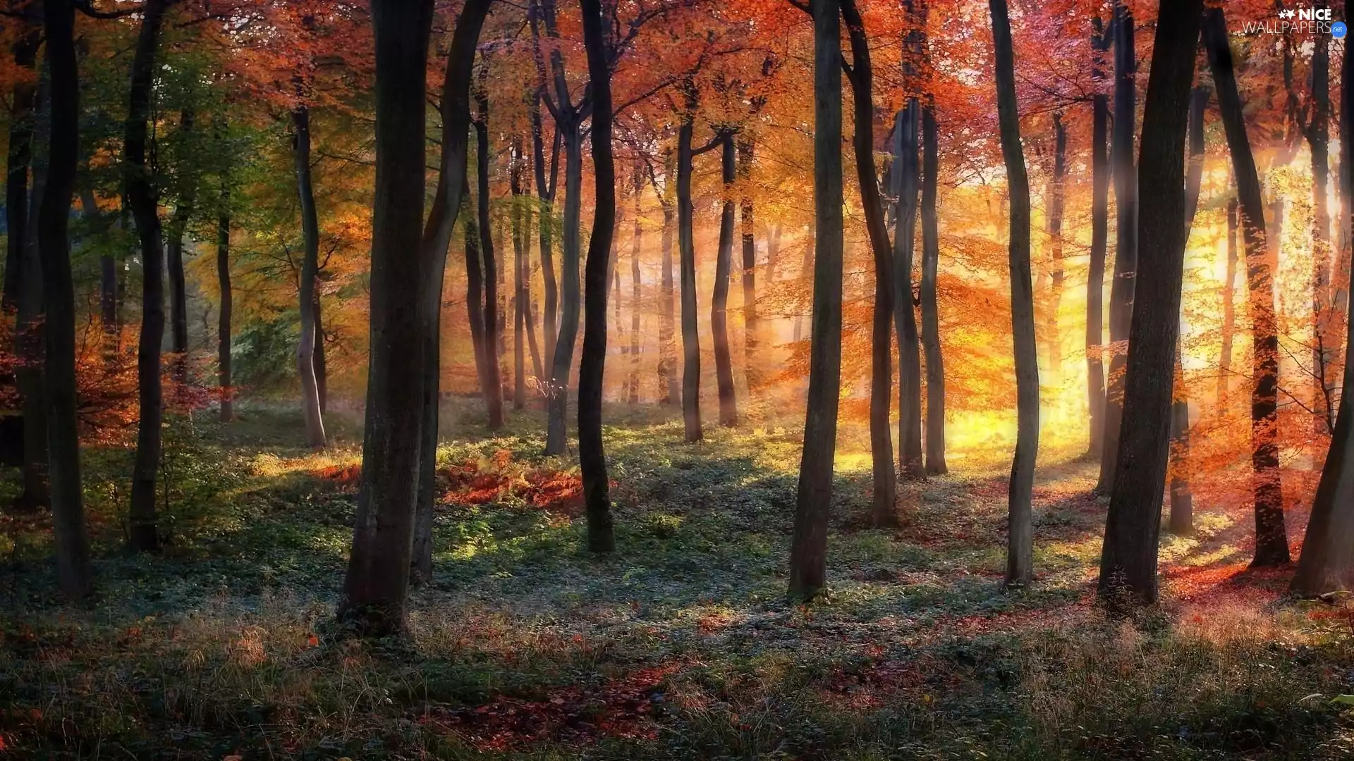 viewes, Przebijające, luminosity, ligh, flash, trees, forest, sun