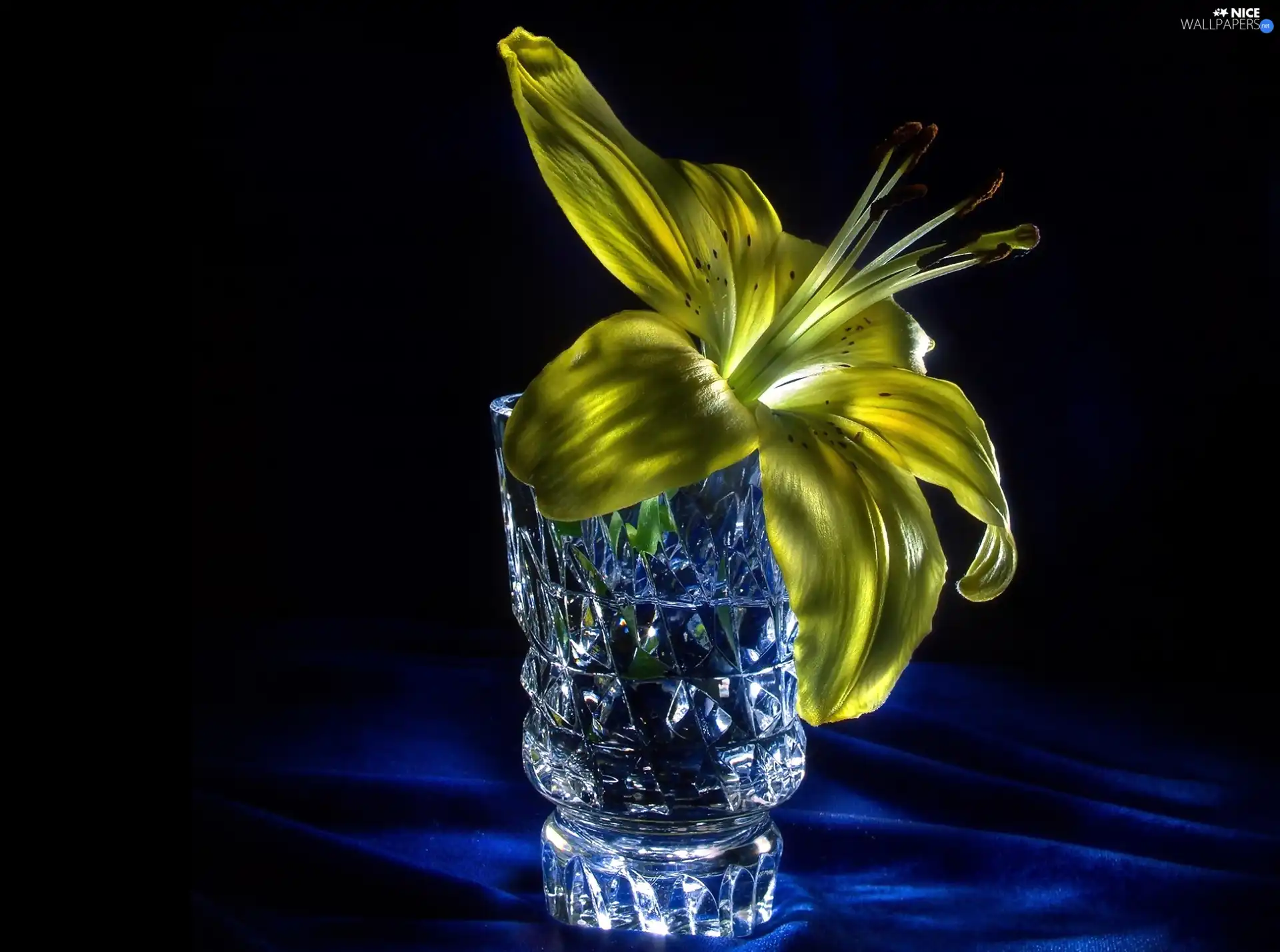 ligh, Vase, flash, textile, Lily, sun, luminosity