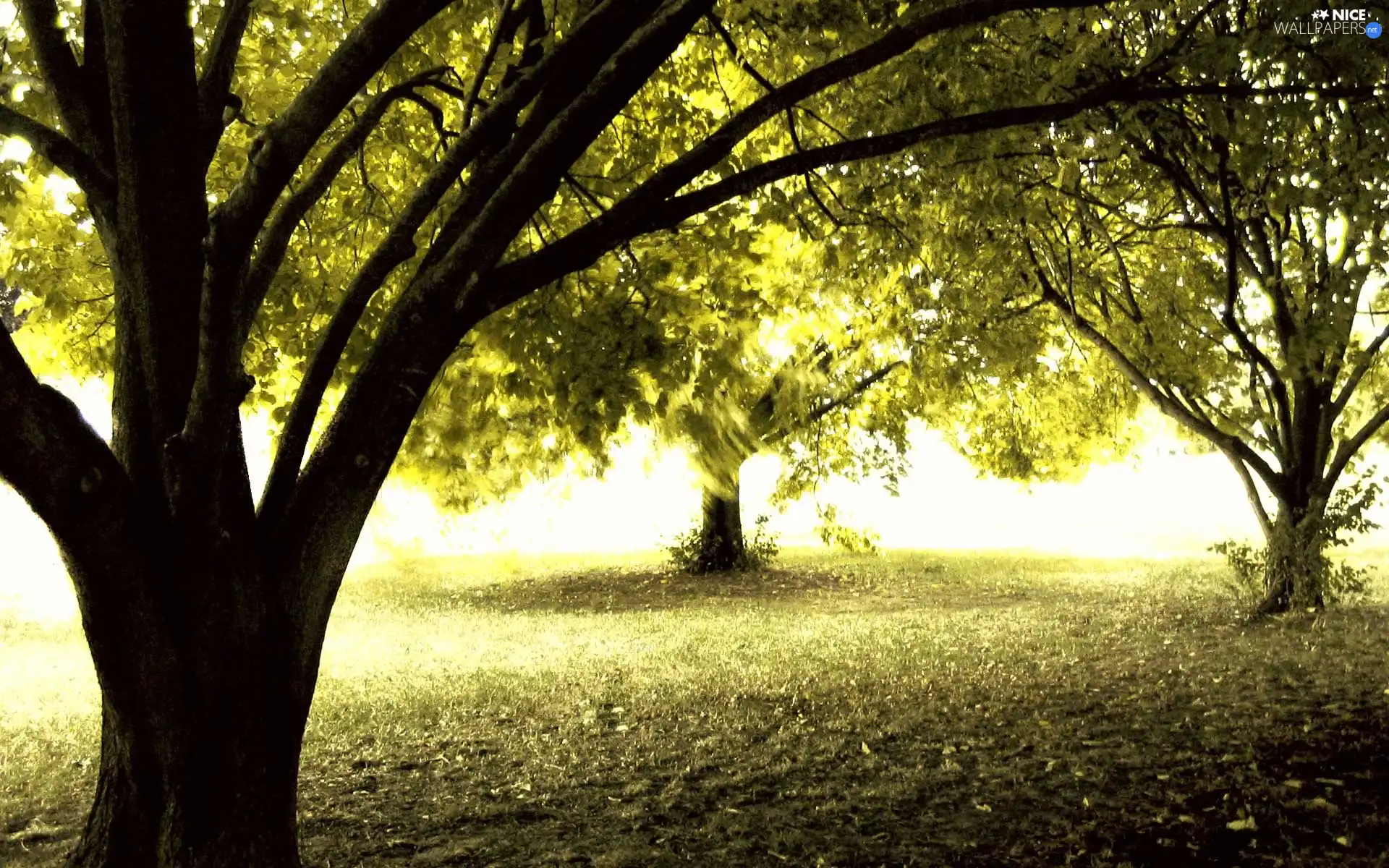 ligh, trees, flash, viewes, Park, sun, luminosity