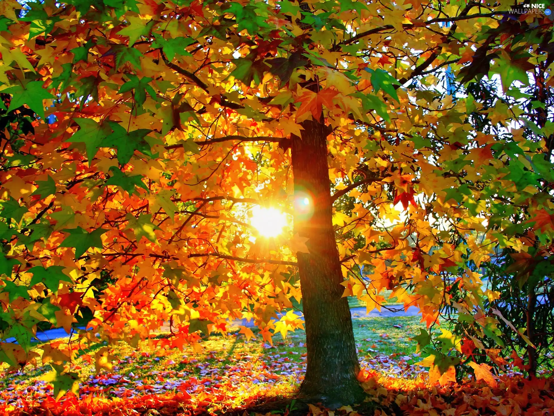 maple, west, sun, Autumn
