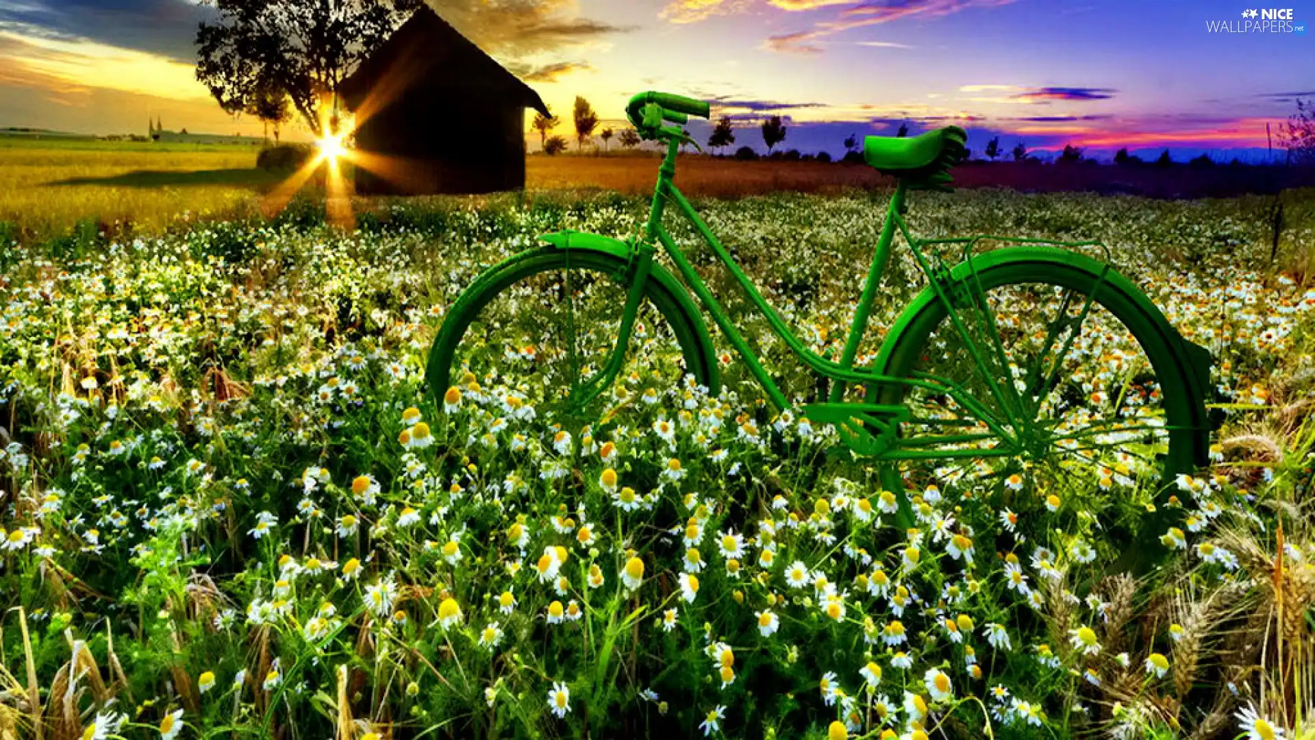 Meadow, rays, sun, Flowers