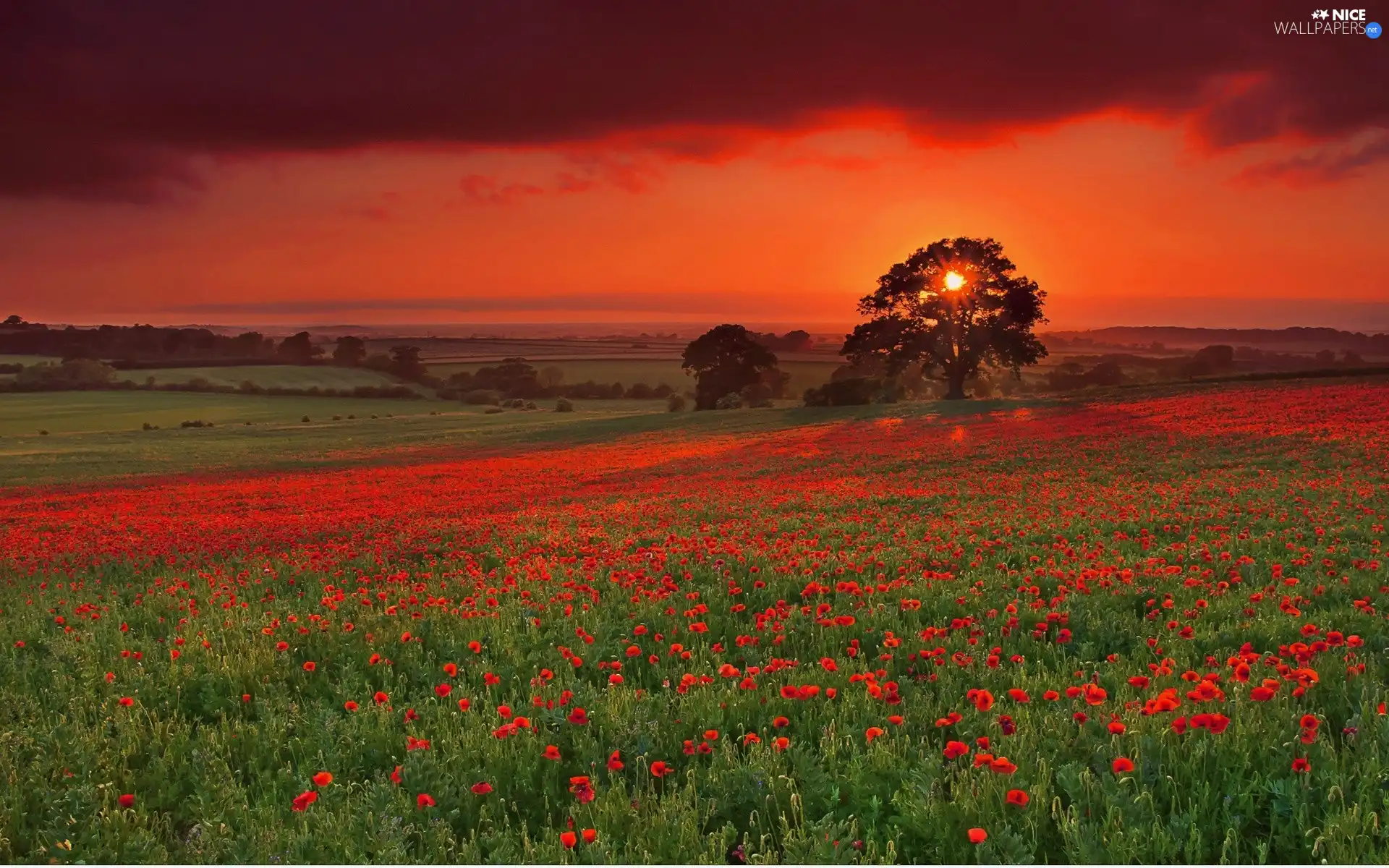 Meadow, west, sun, papavers