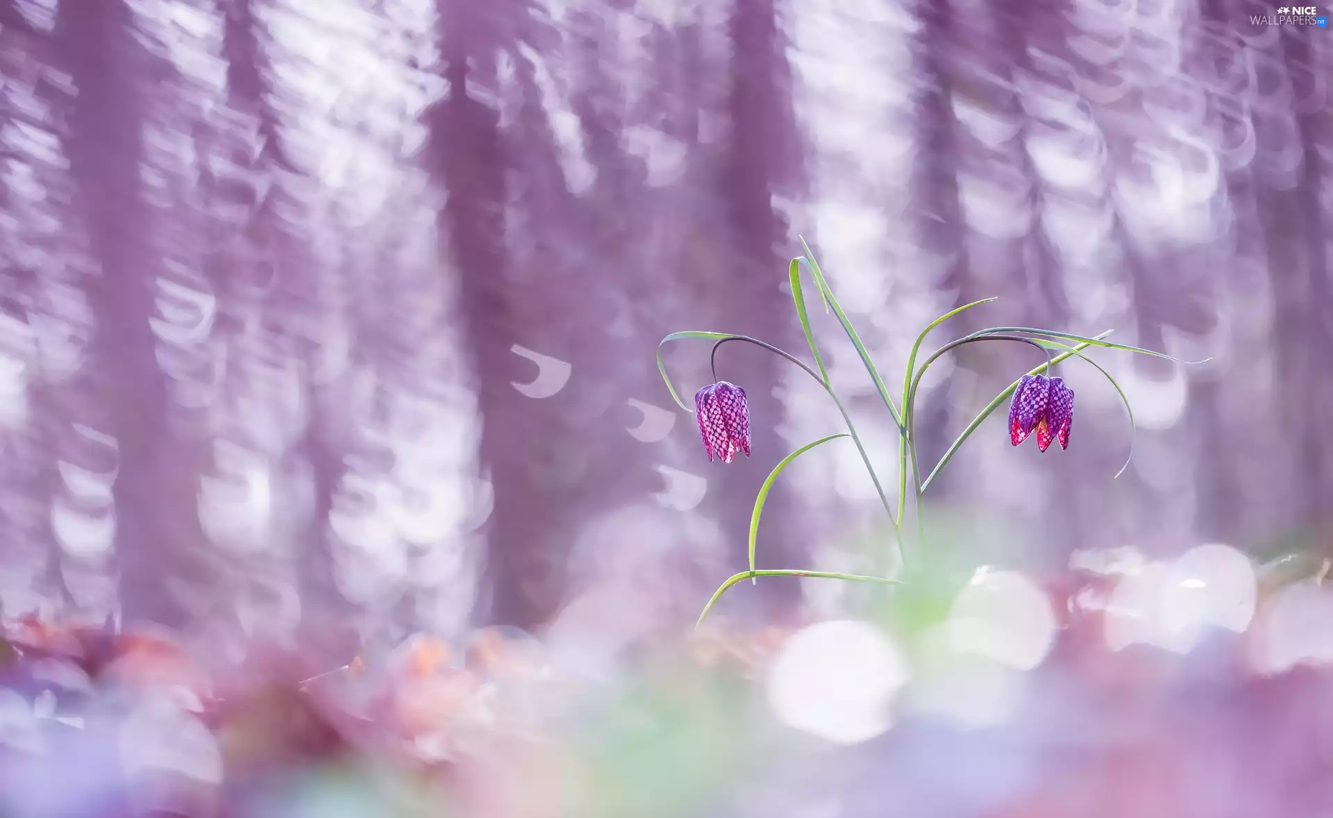 flash, luminosity, ligh, sun, Fritillaria meleagris