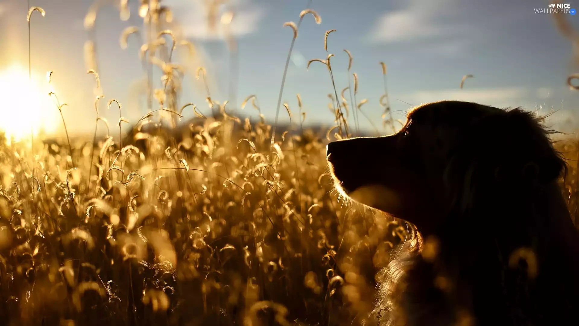 Meadow, sun, muzzle, Plants, dog