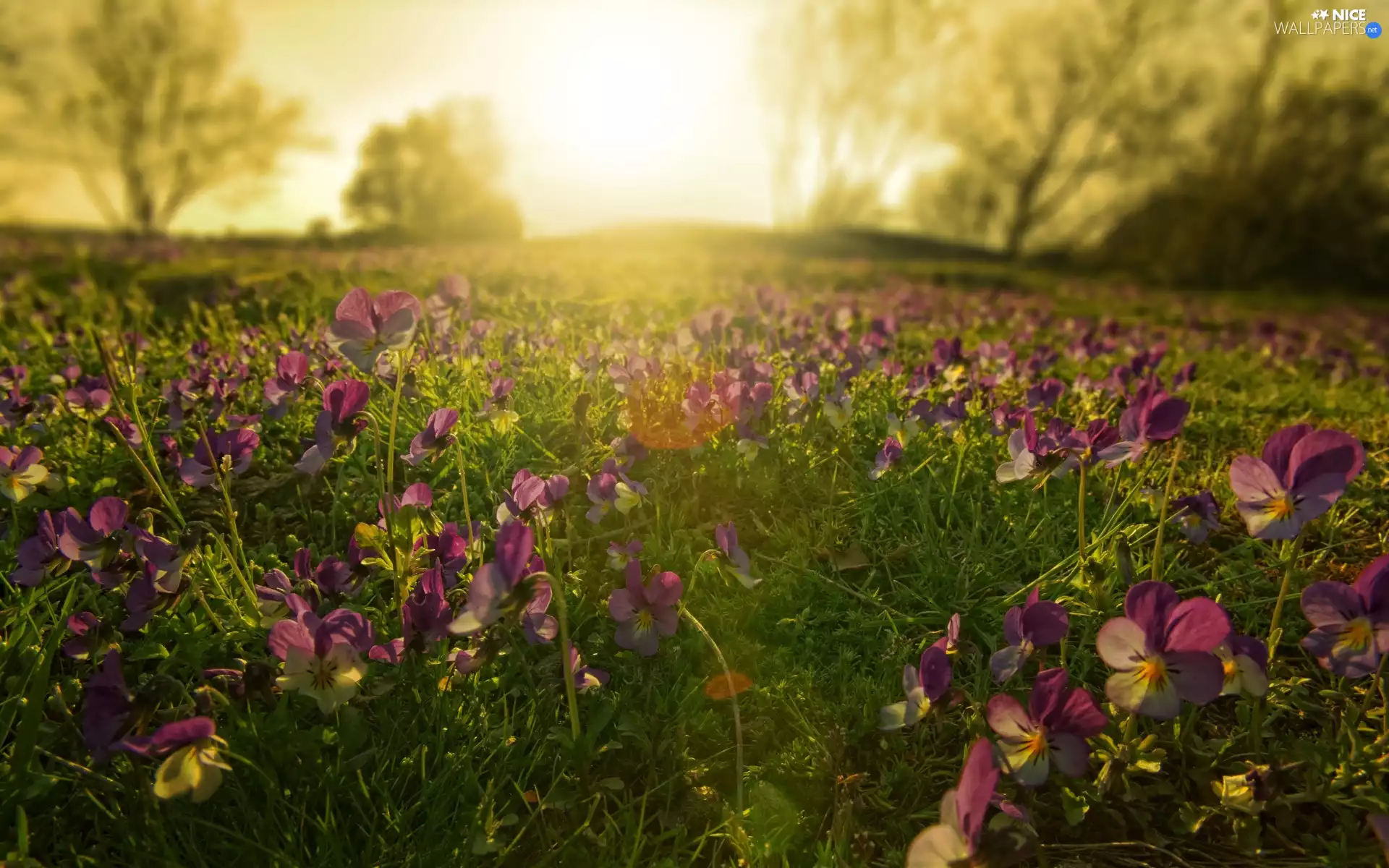 sun, Meadow, pansies