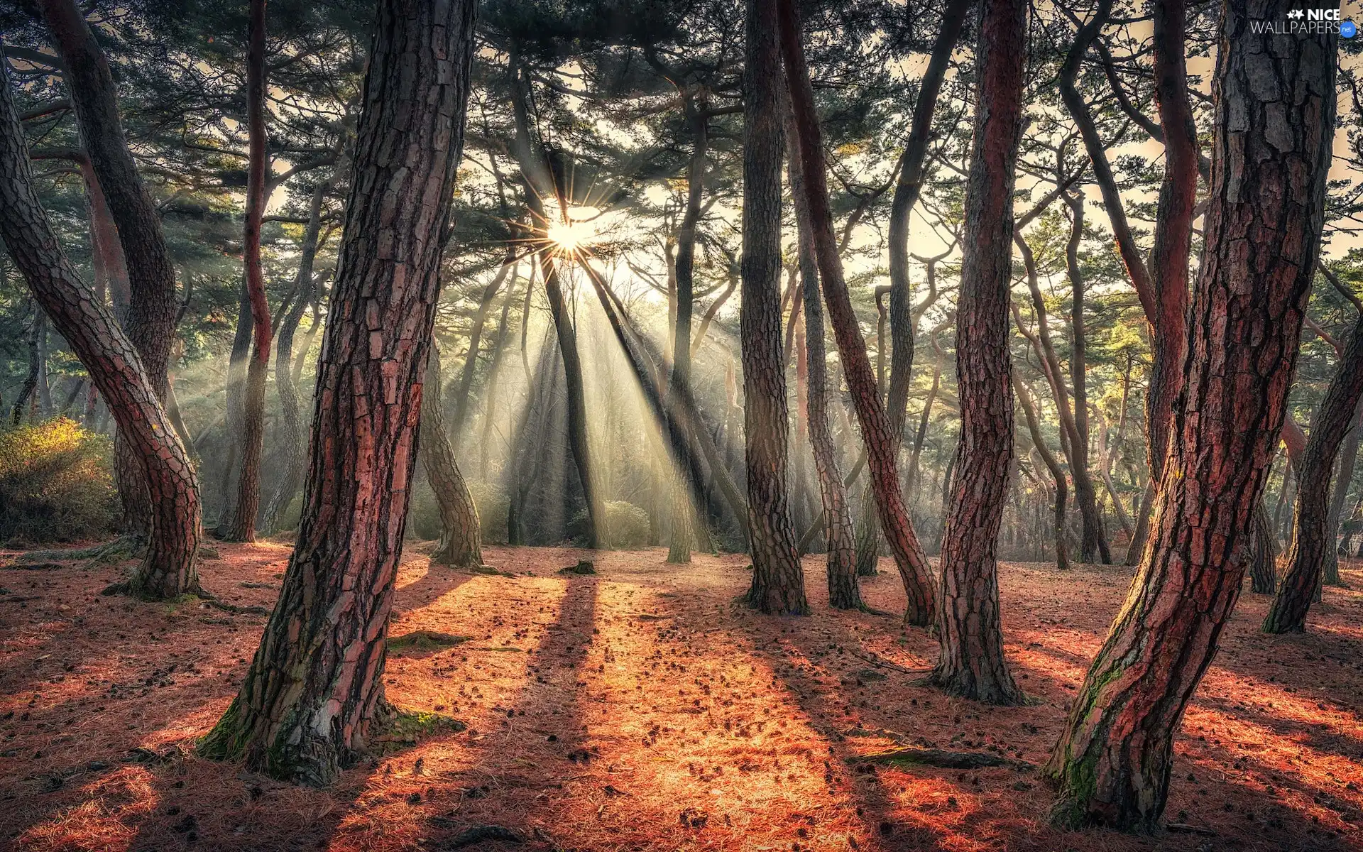 rays of the Sun, forest, pine