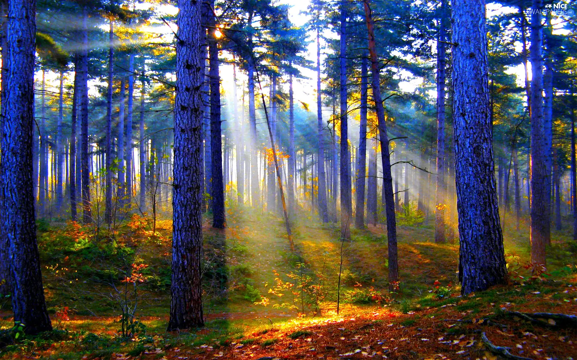 sun, forest, rays