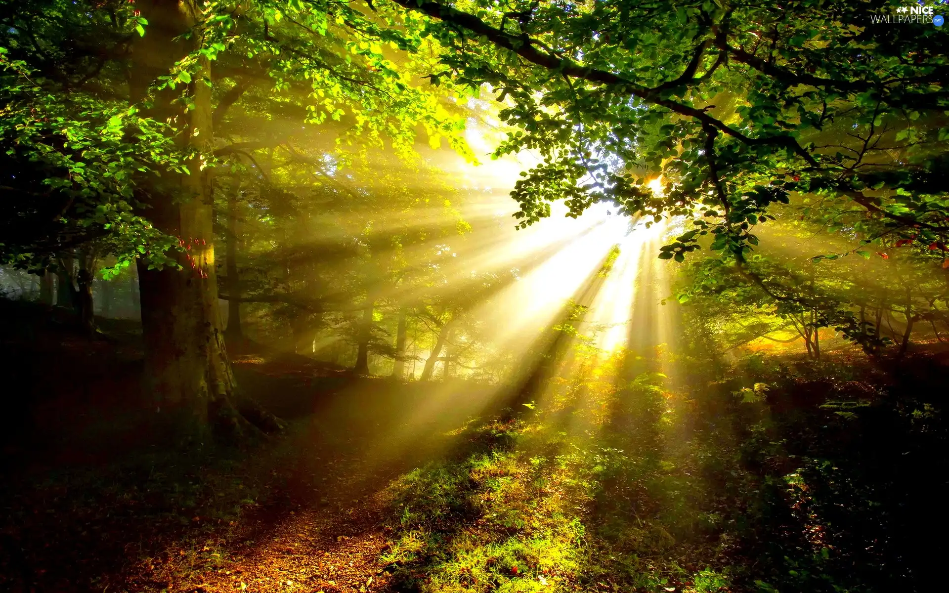 sun, forest, rays